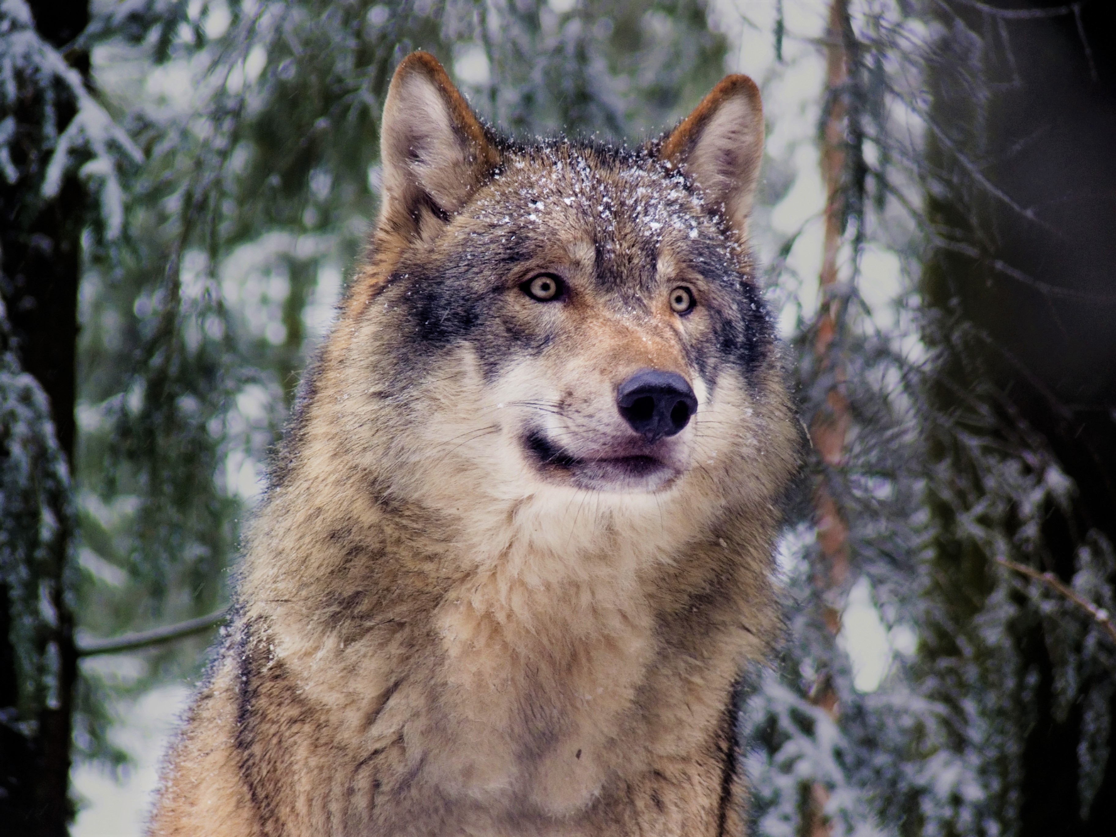 427319 baixar papel de parede animais, lobo, floresta, lobo cinzento, neve, inverno, lobos - protetores de tela e imagens gratuitamente