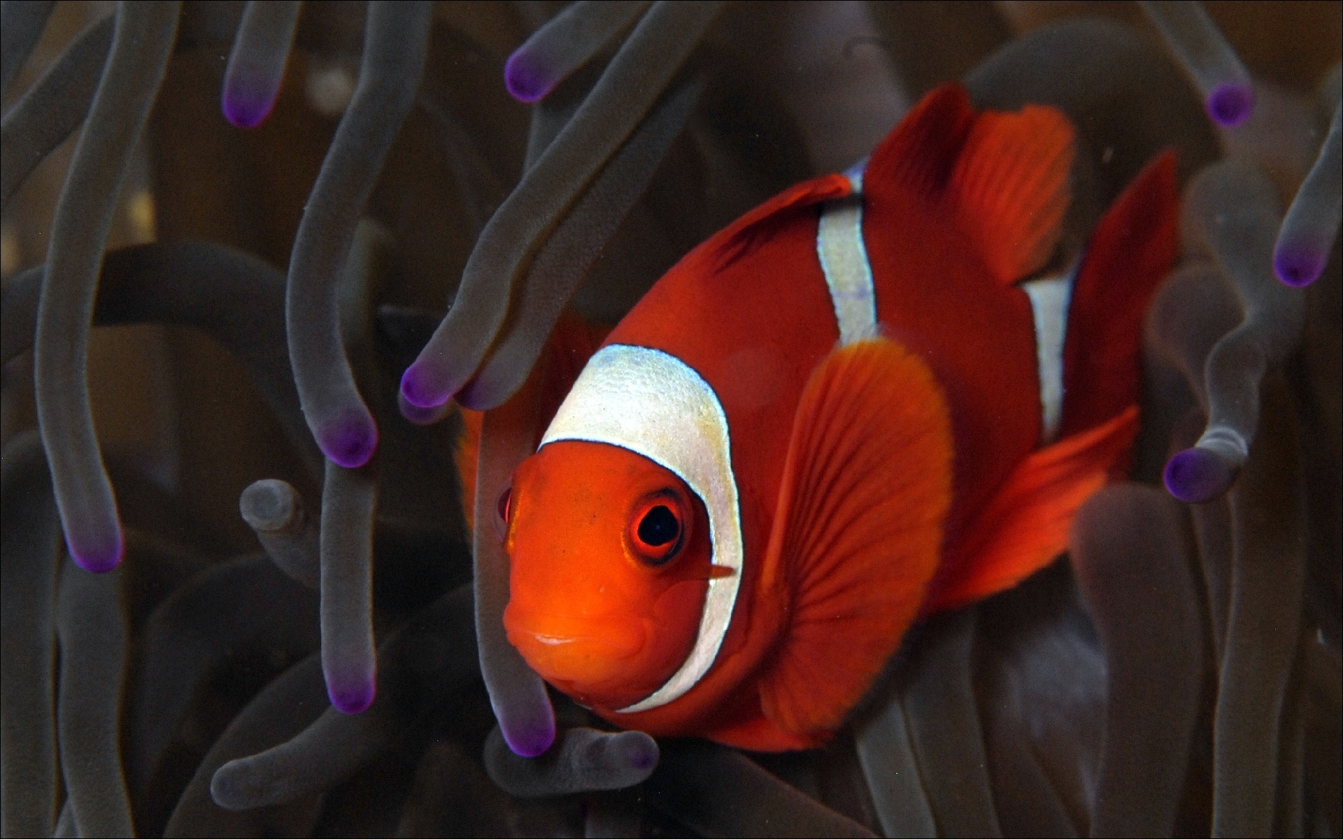 301568 descargar fondo de pantalla pez payaso, peces, animales, pez: protectores de pantalla e imágenes gratis
