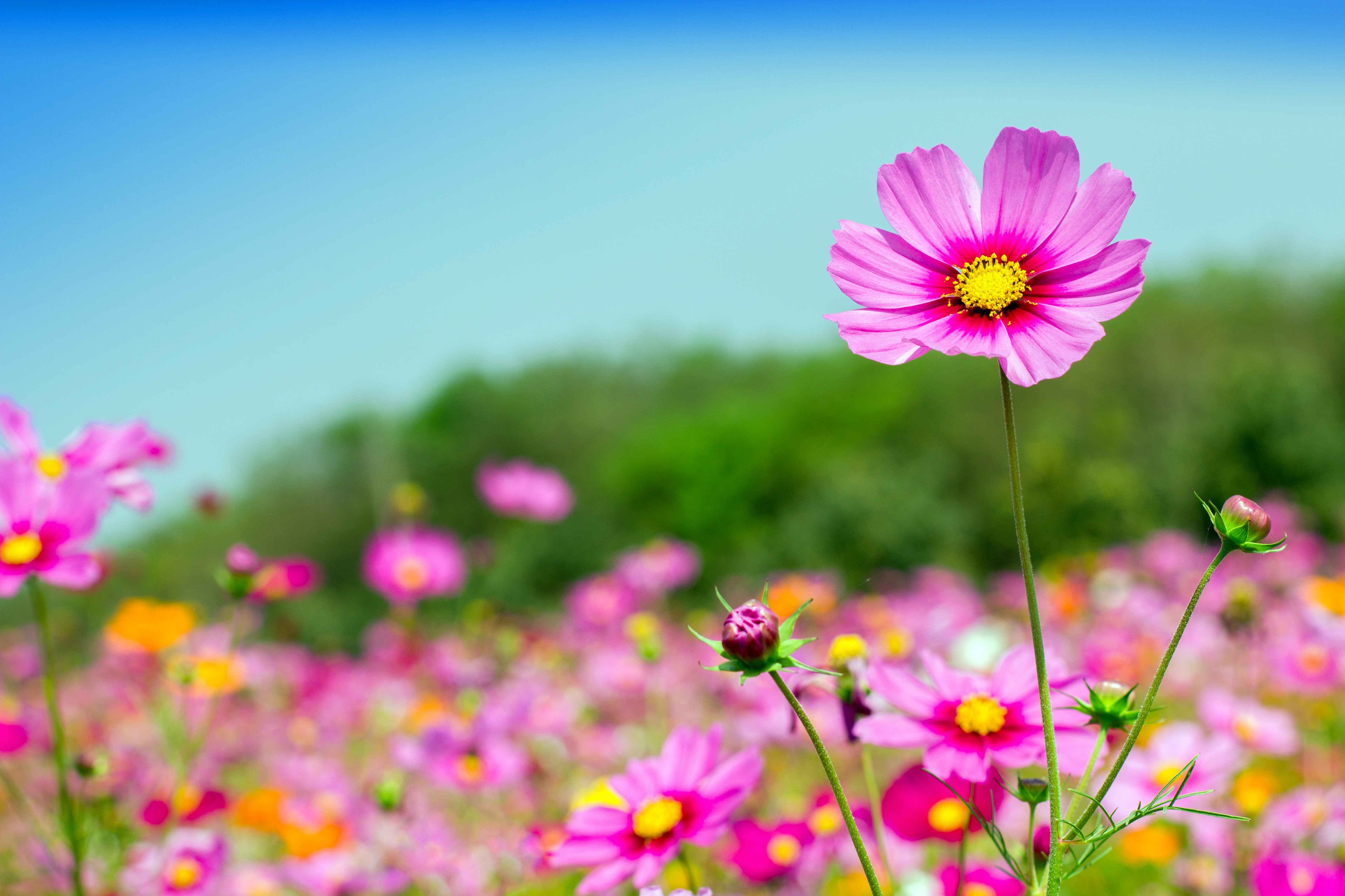 Лето цвет розовый. Космея поле. Лето цветы. Красивые летние цветы. Летние цветы розовые.