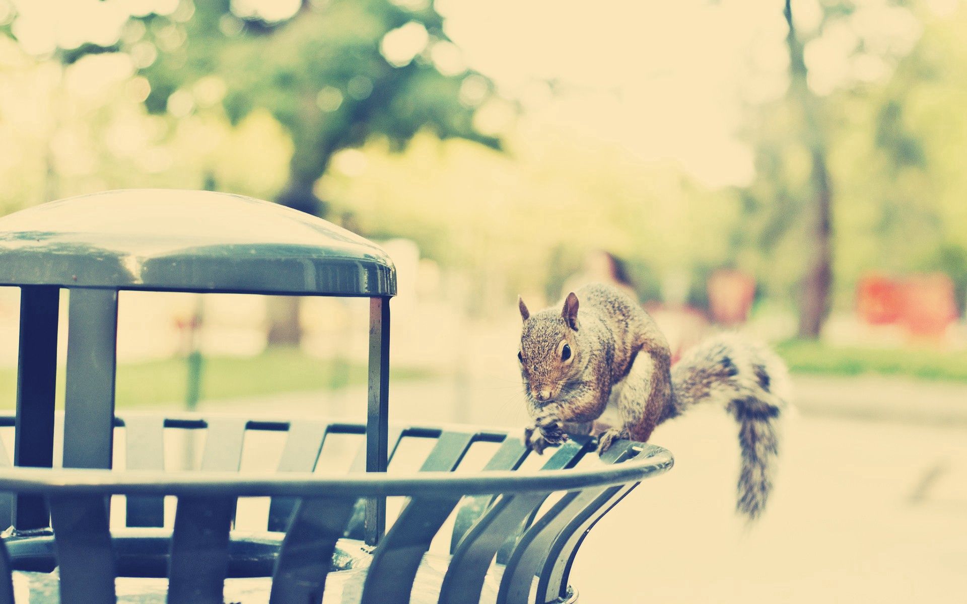 animals, squirrel, city, shine, light, stroll, climb wallpapers for tablet