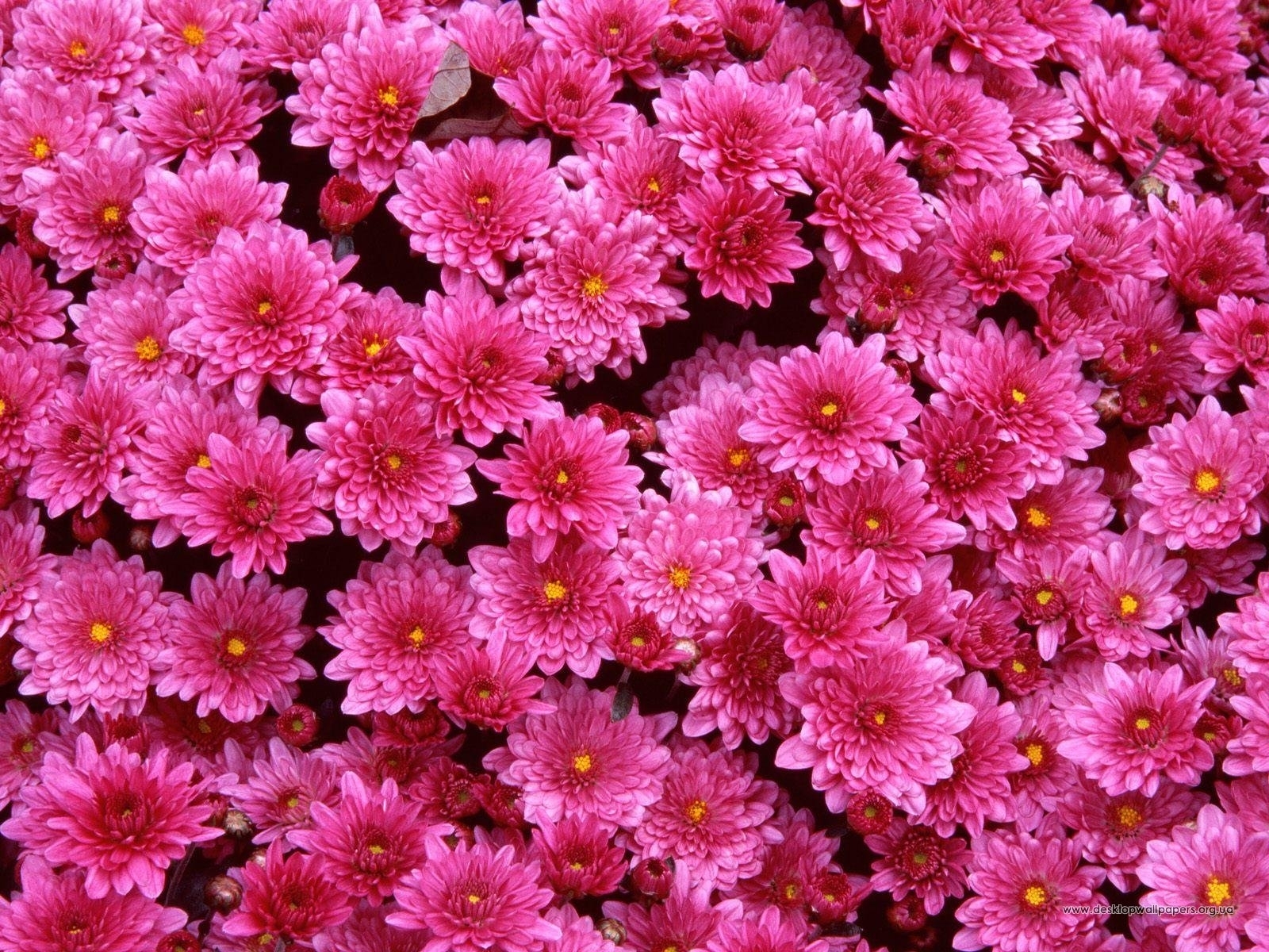 wallpapers plants, background, flowers, chrysanthemum, red