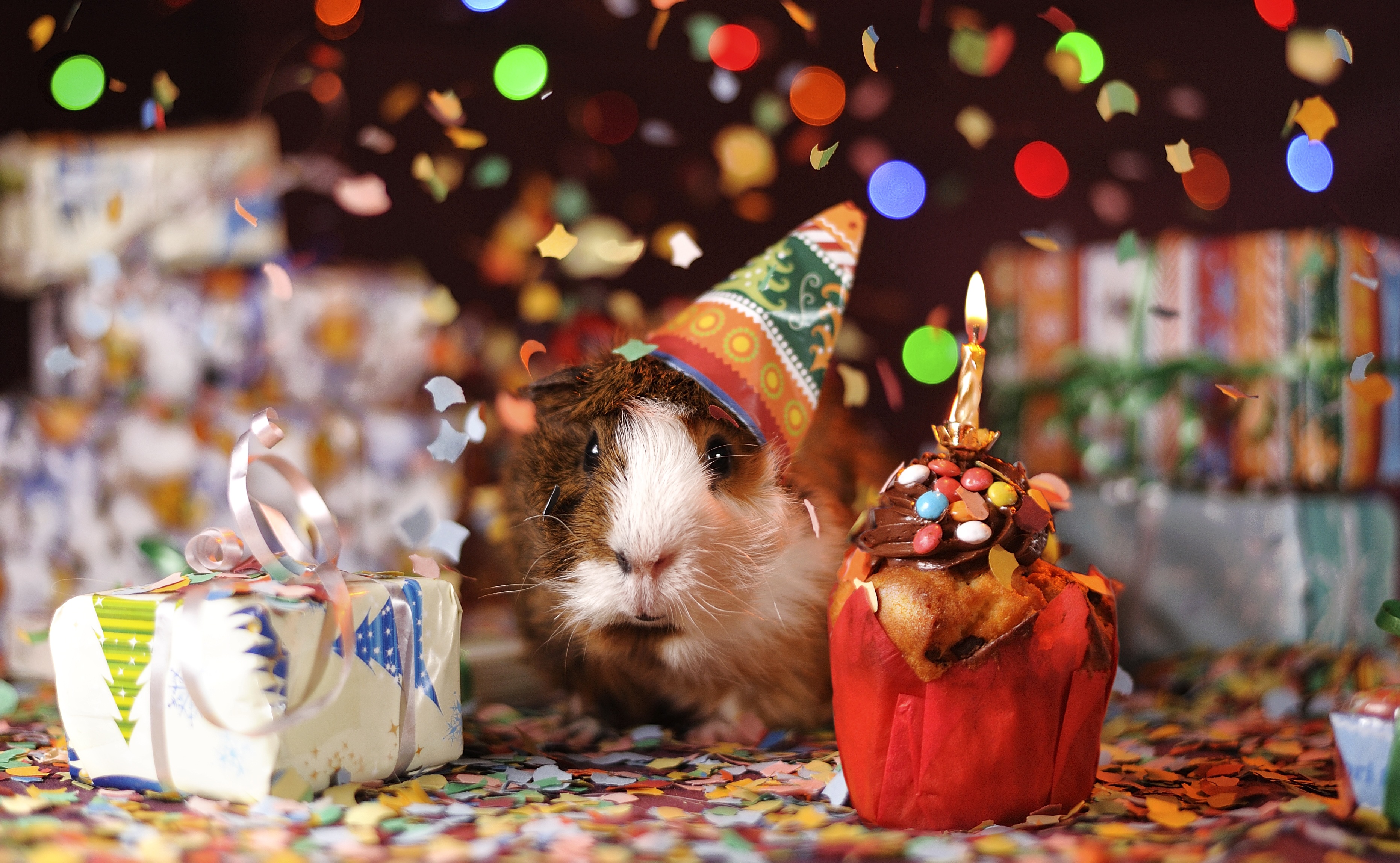 cute, animal, guinea pig, colorful, confetti, gift, party, rodent 4K Ultra