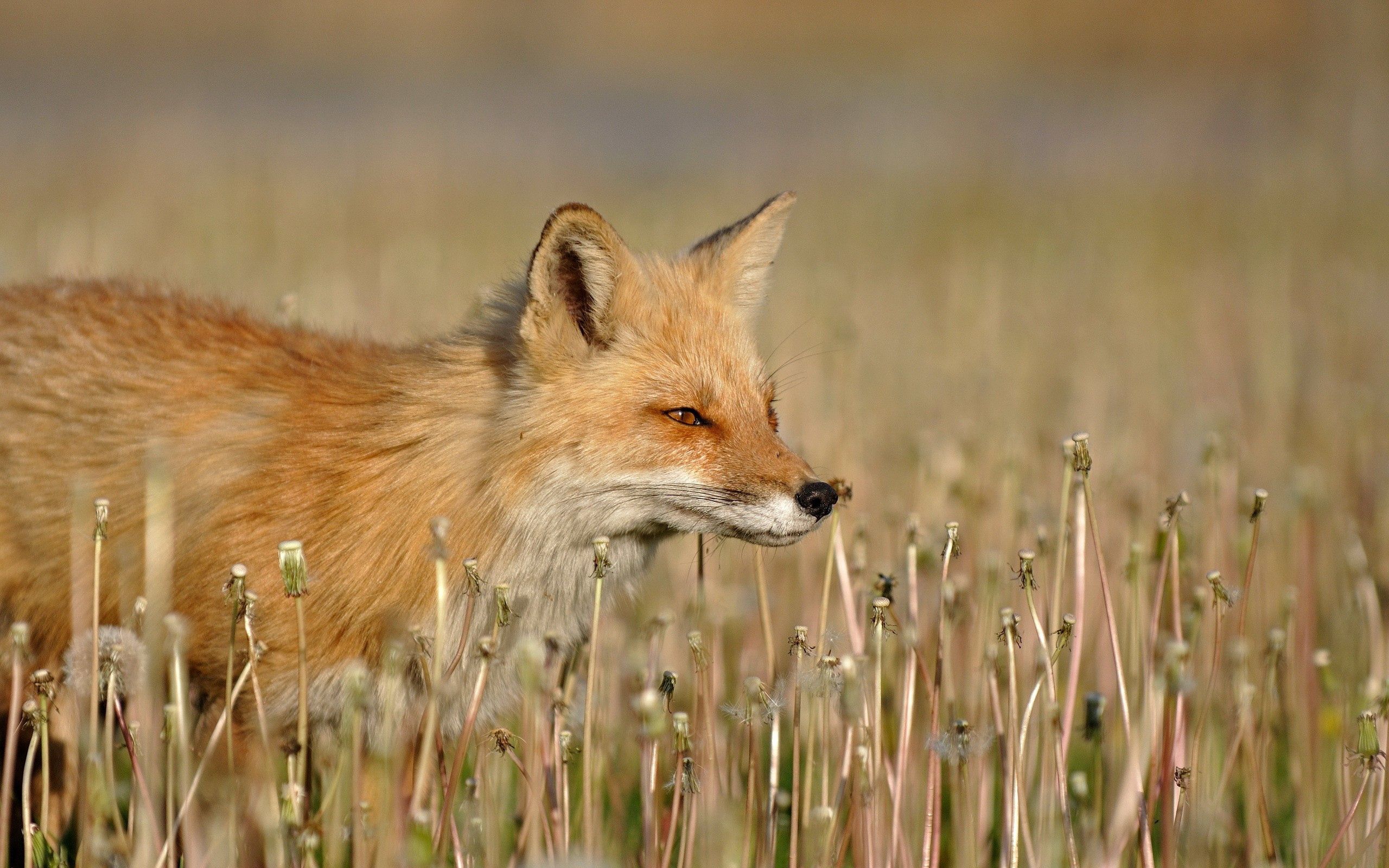 Laden Sie das Grass, Bummel, Spaziergang, Ein Fuchs, Tiere, Jagd, Fuchs-Bild kostenlos auf Ihren PC-Desktop herunter