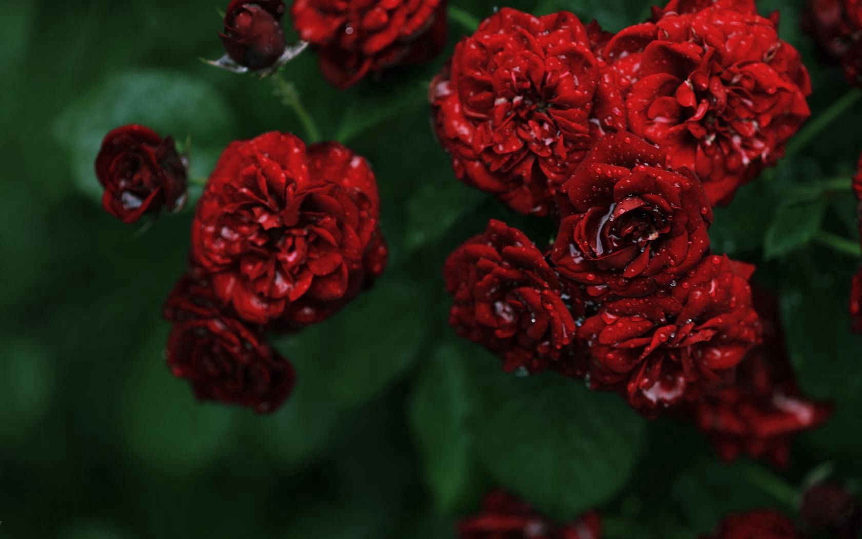 64822 завантажити шпалери рози, квіти, вода, краплі, червоний, макро, макрос, кущ, дрібні, роса, малий, трояндочки, троянди - заставки і картинки безкоштовно