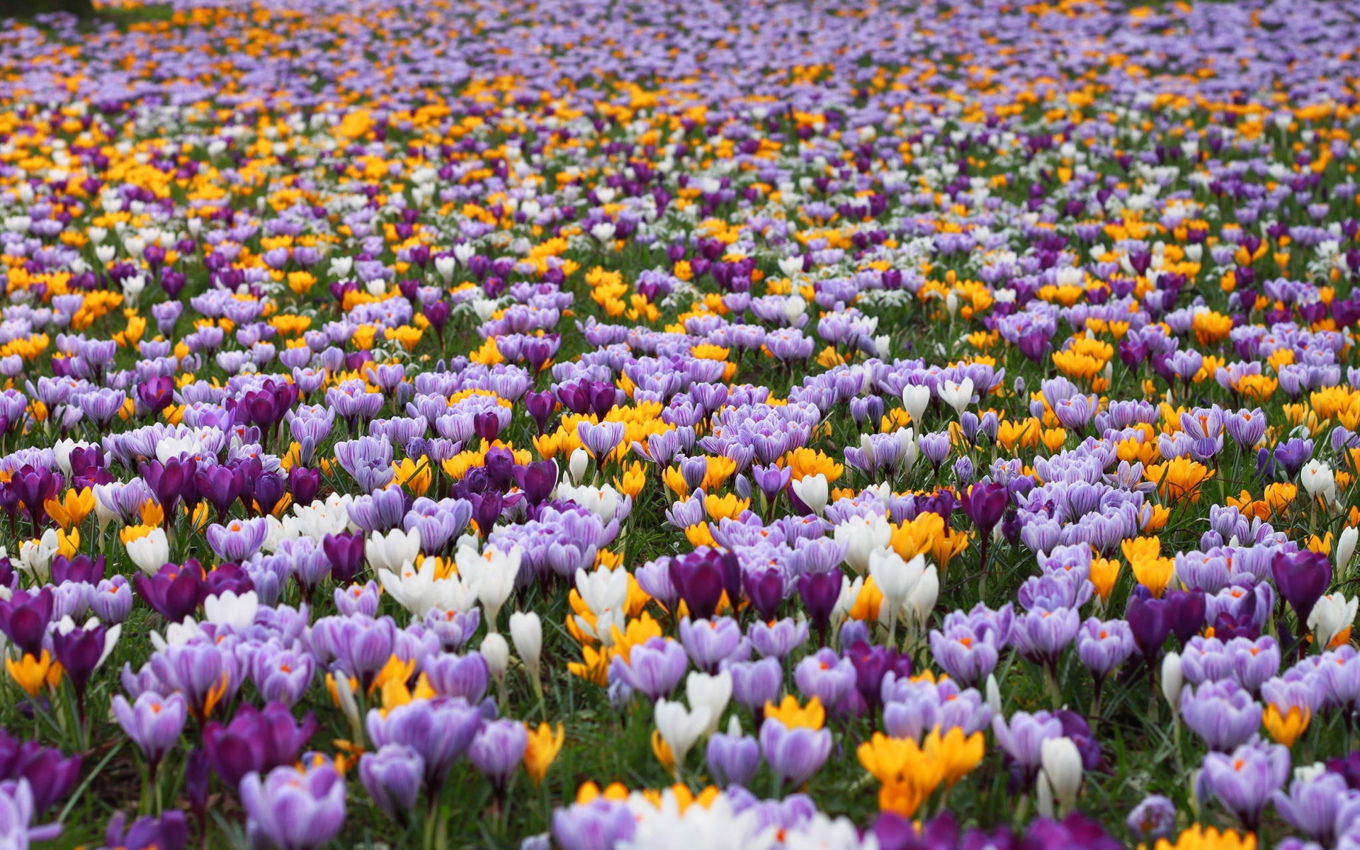 One more flower. Мавританский газон Очиток Крокус пролеска. Первоцветы (подснежники, крокусы, гиацинты).. Крокус Шафран весенний. Весенние первоцветы тюльпан.