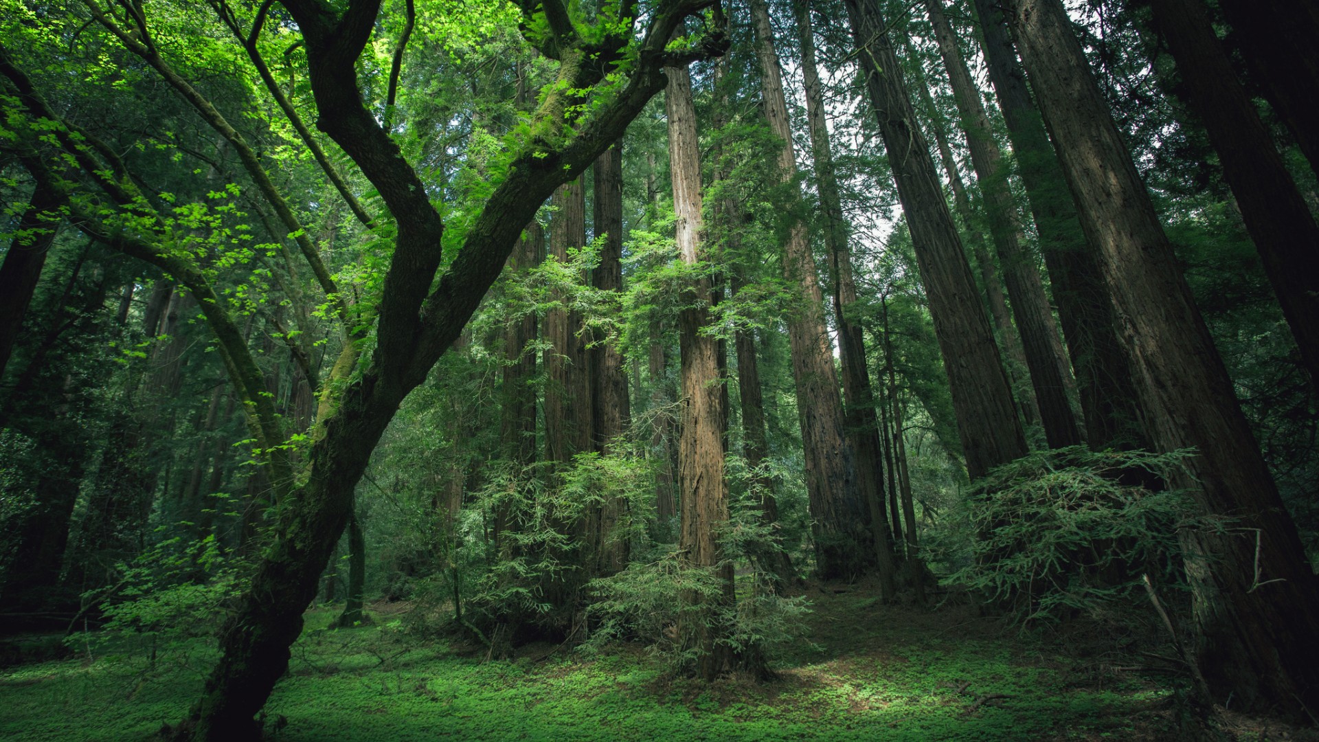 фотографии леса в высоком качестве