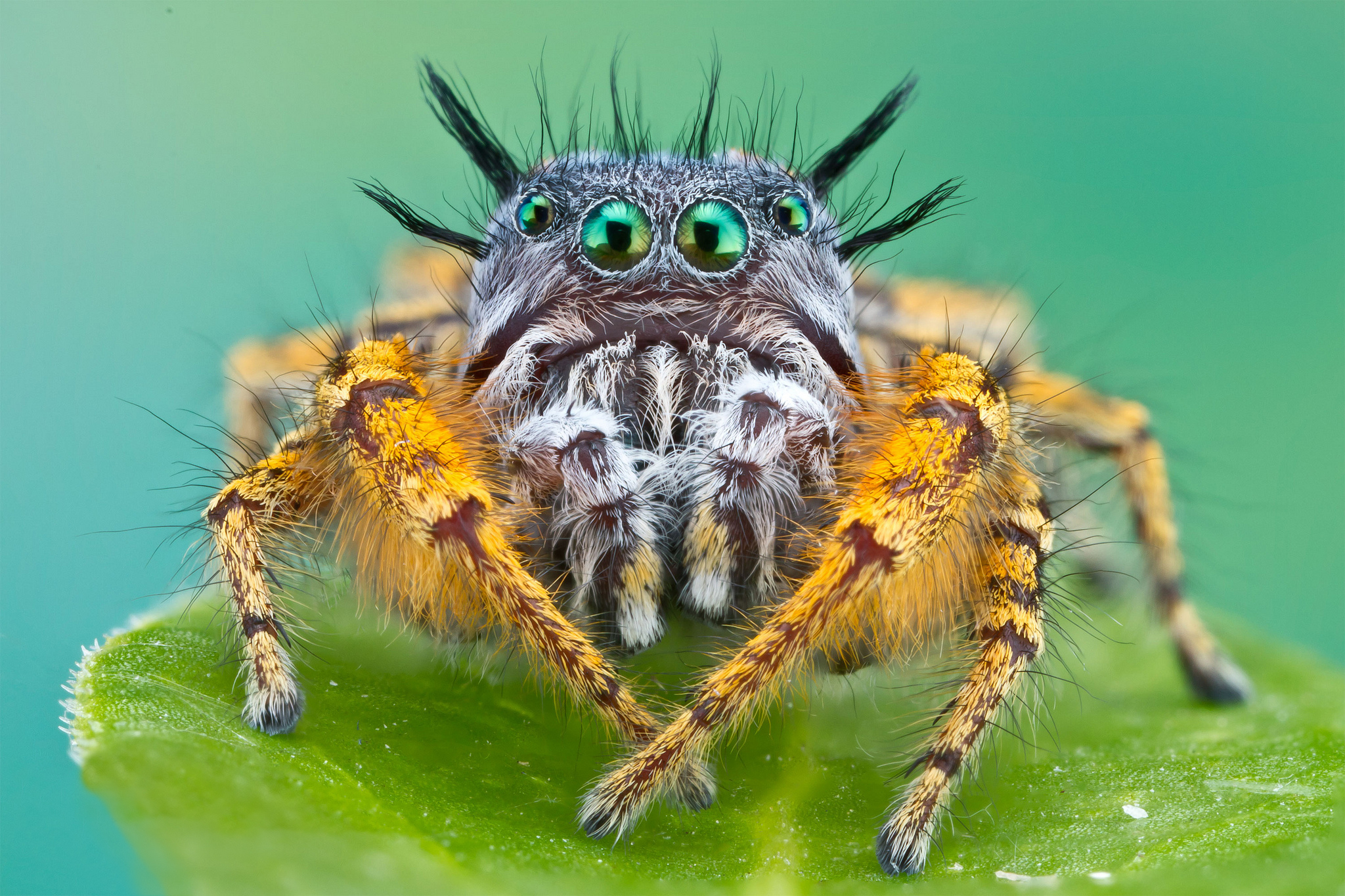 spiders, animal, spider, jumping spider Full HD