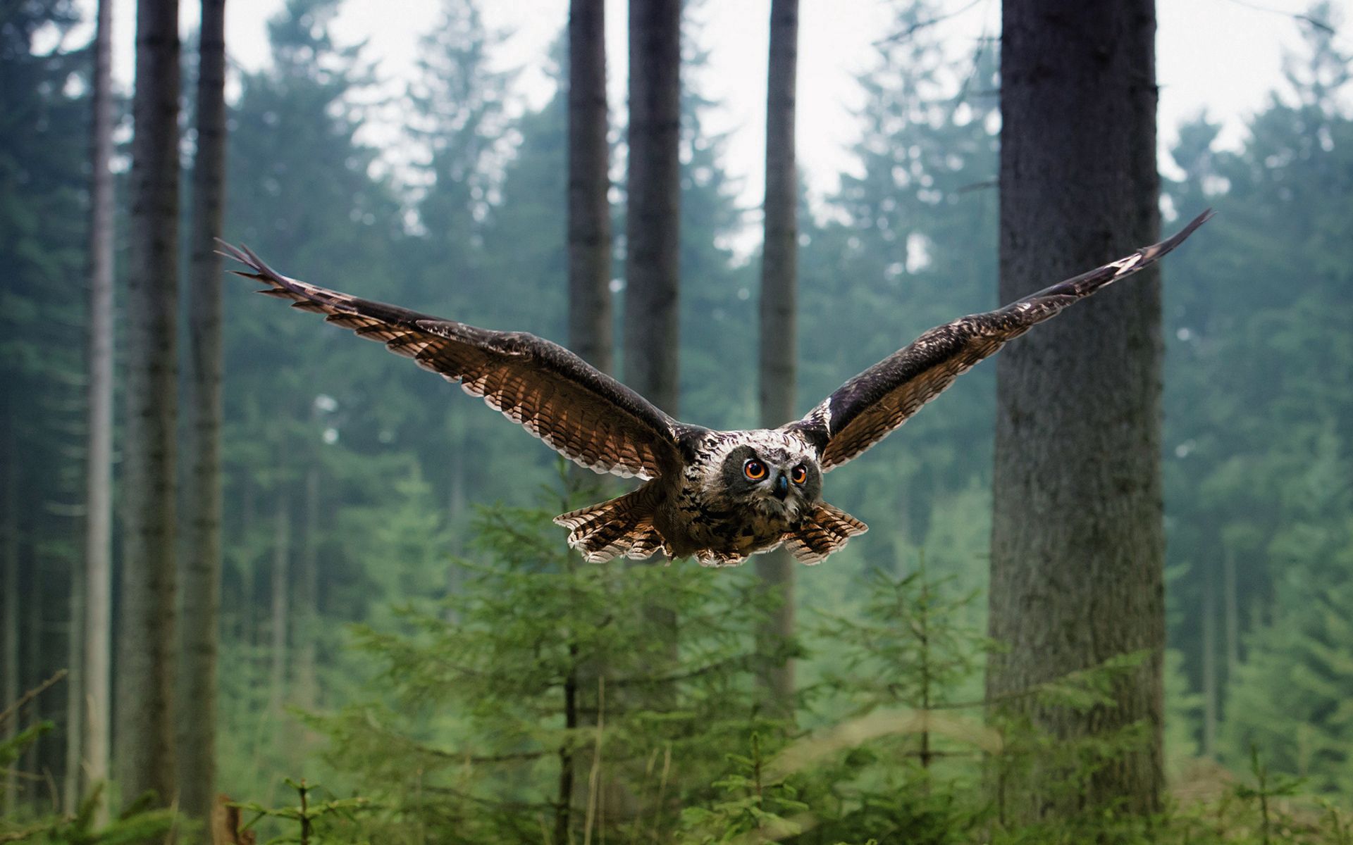 Desktop FHD owl, animals, trees, bird, forest, predator, flight