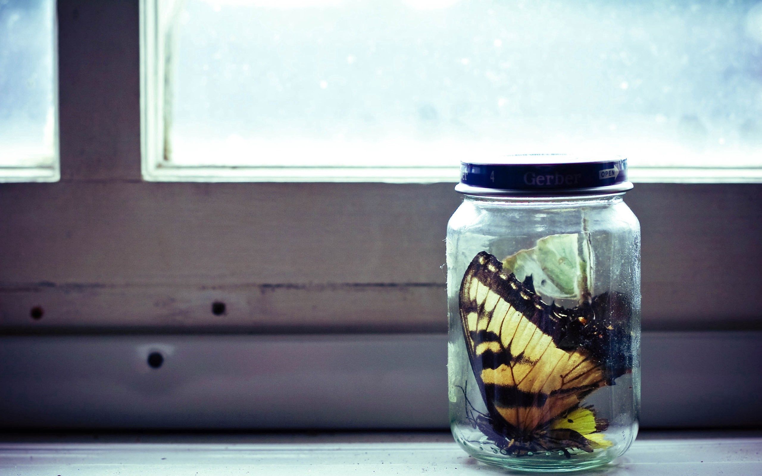 bank, miscellanea, miscellaneous, glass, butterfly, jar, collection
