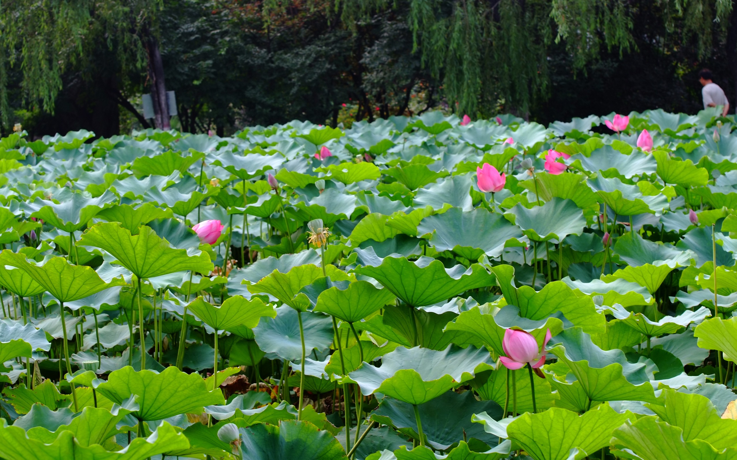lotus, flowers, flower, earth, lily pad