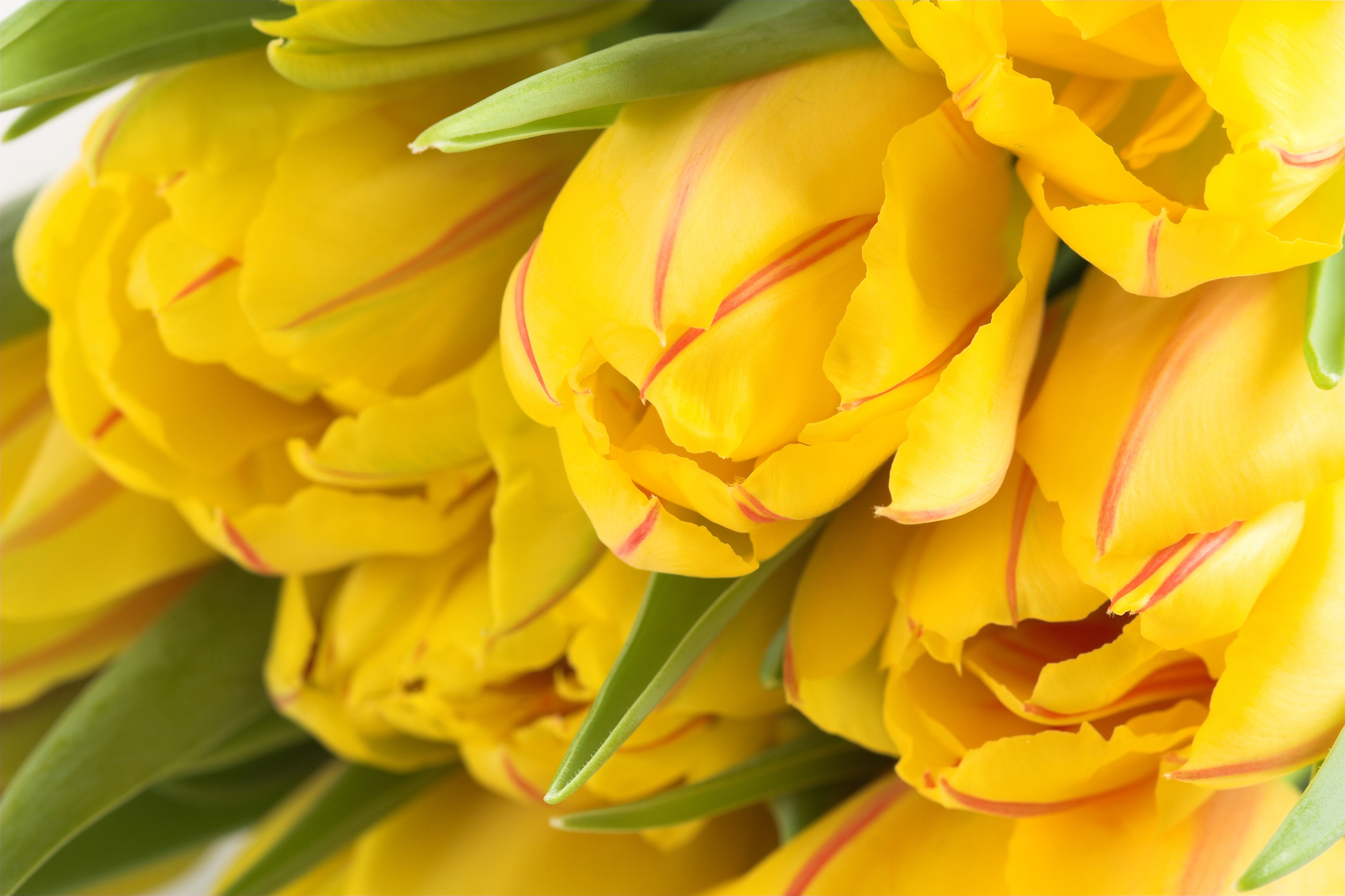 Download mobile wallpaper Tulip, Yellow Flower, Flowers, Flower, Earth for free.