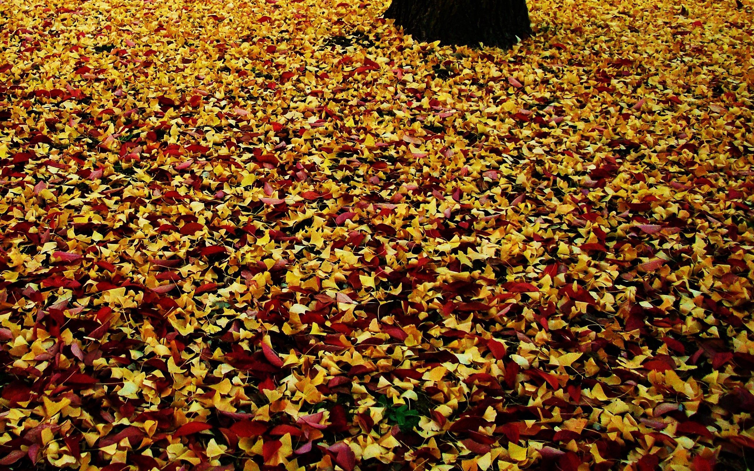 Laden Sie das Blätter, Laub, Gefallen, Natur, Park, Der Park, Herbst-Bild kostenlos auf Ihren PC-Desktop herunter