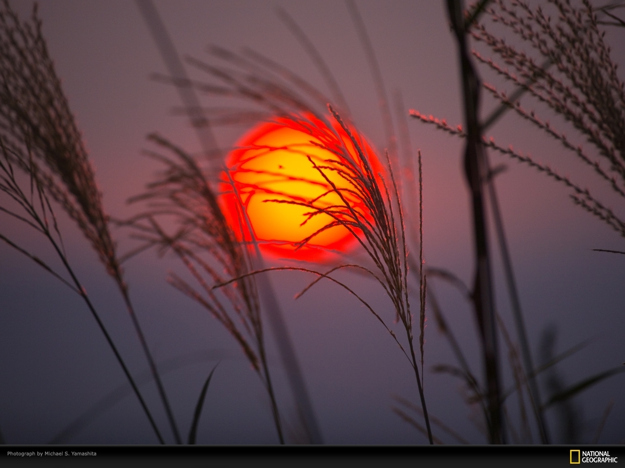 Download mobile wallpaper Sun, Sunset, Plants, Landscape for free.