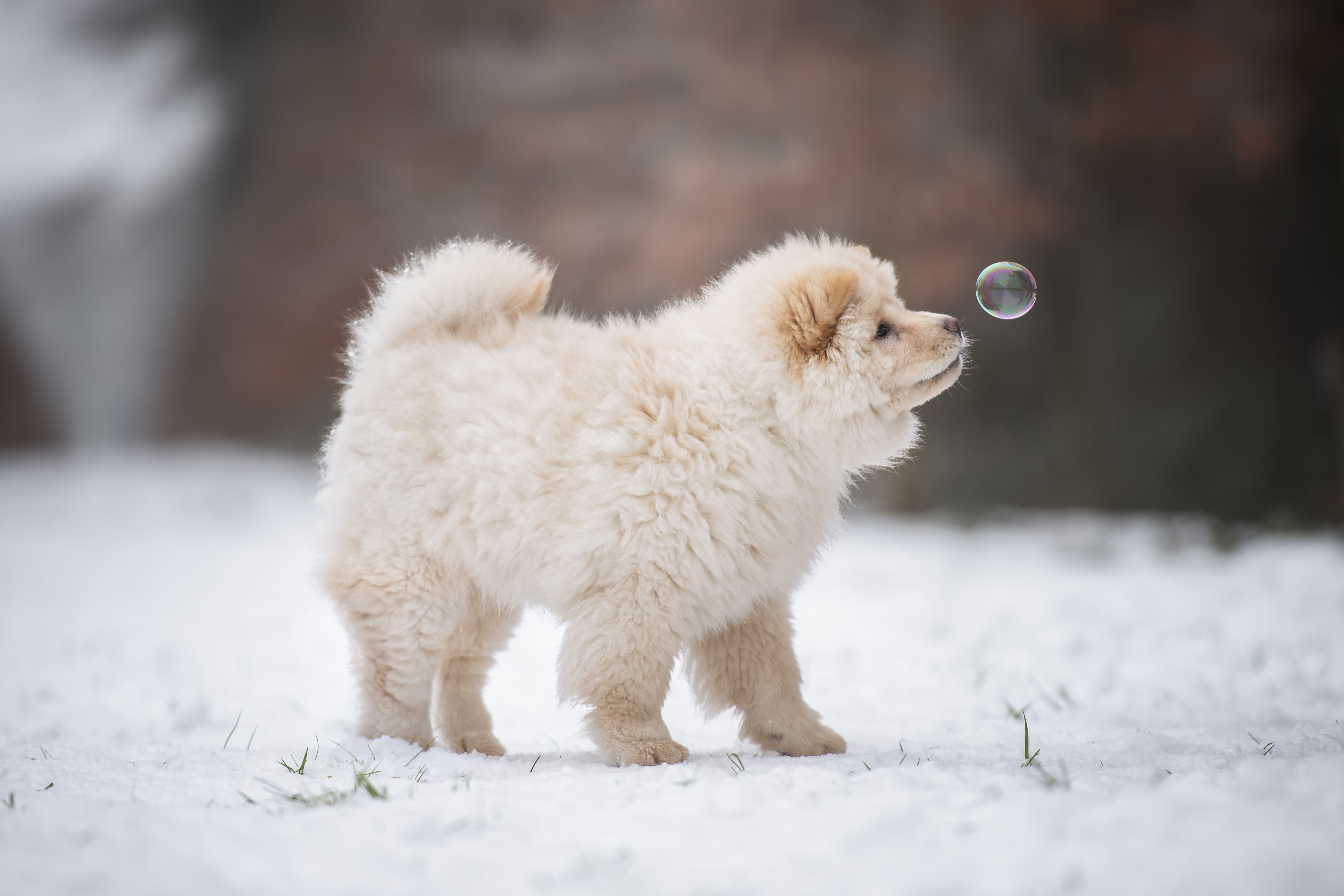 chow chow, animal, baby animal, puppy, dogs phone background
