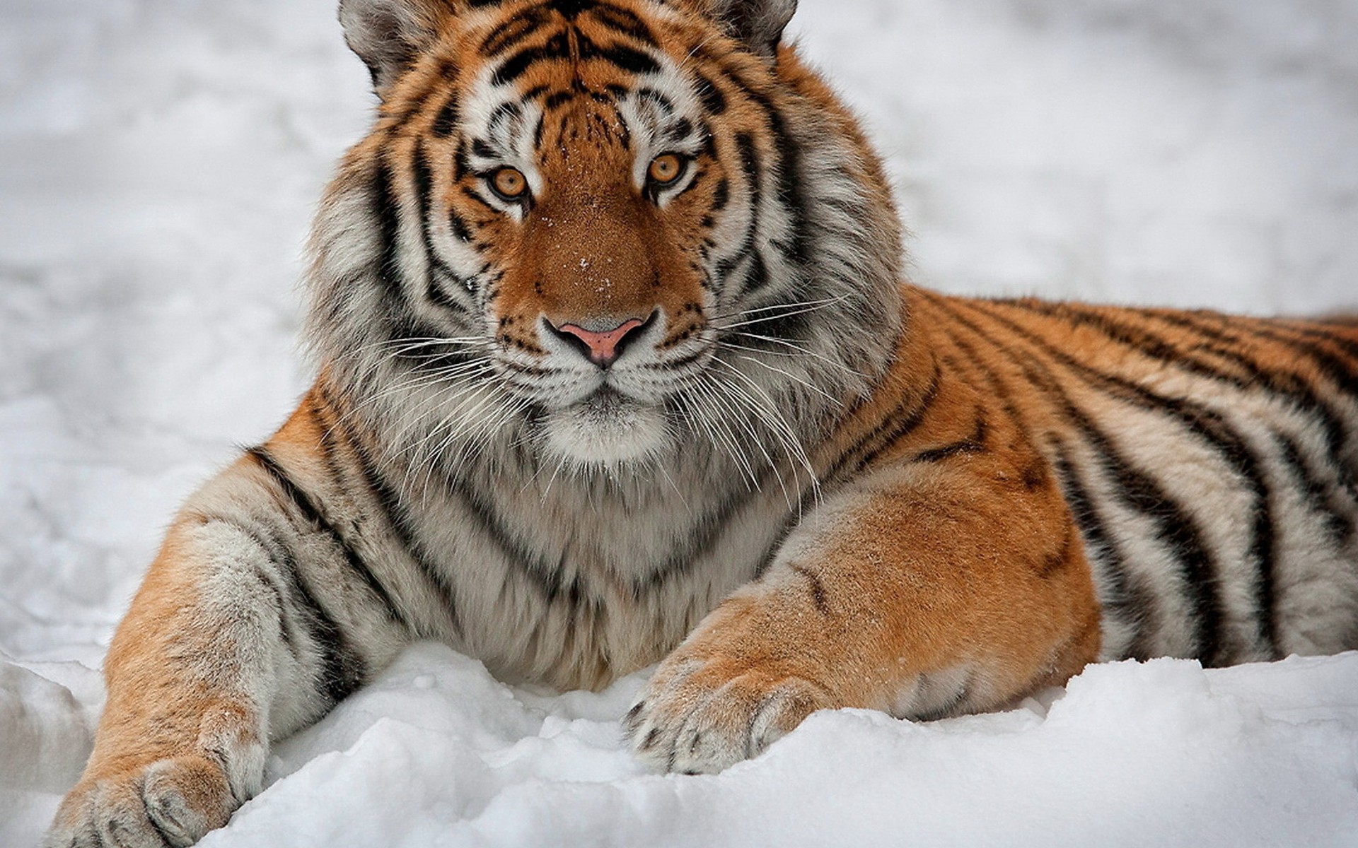 animal, tiger, amur tiger, siberian tiger, snow Smartphone Background