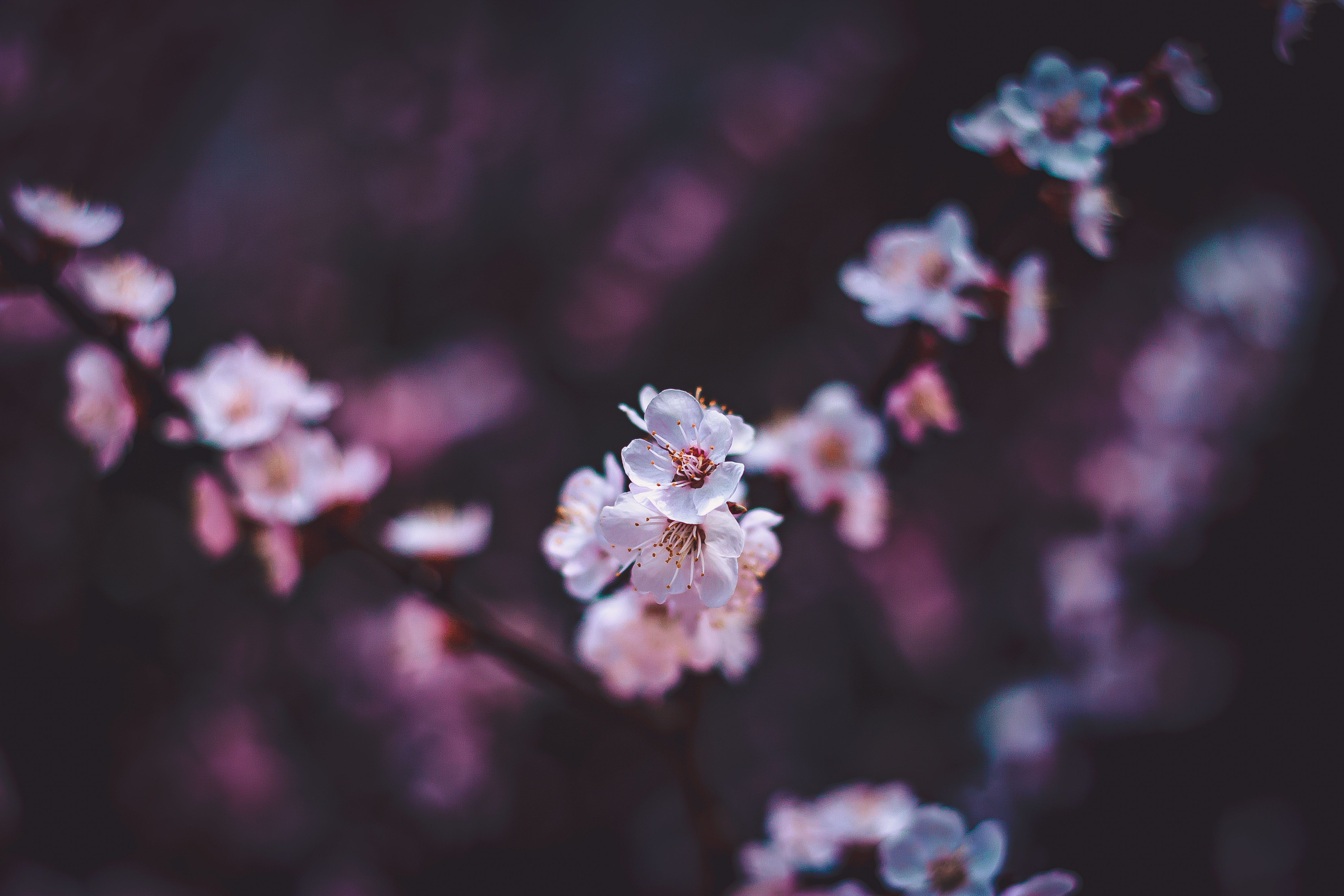 flowering, sakura, flowers, white, macro, bloom