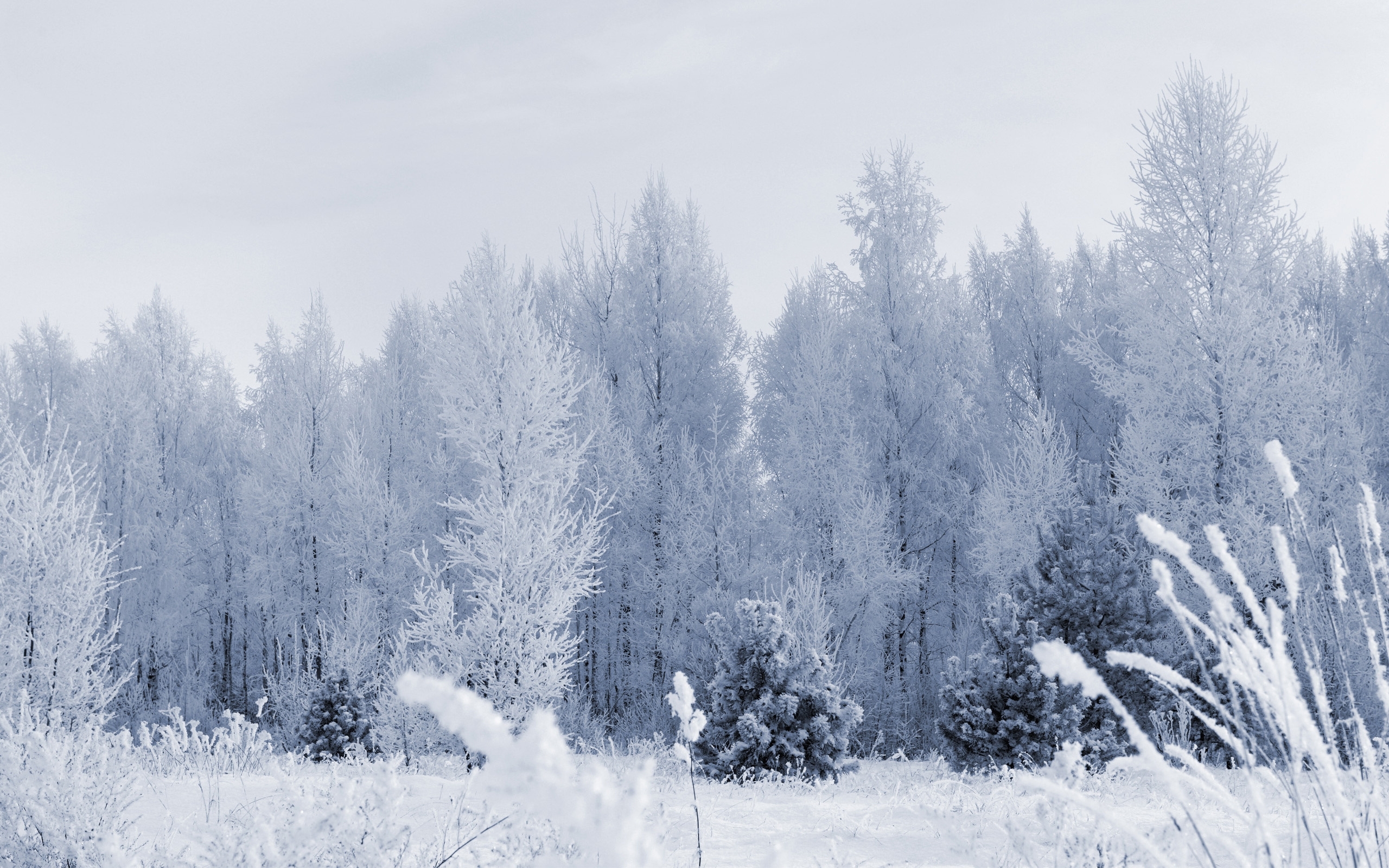 Скачати мобільні шпалери Дерева, Сніг, Пейзаж, Зима безкоштовно.