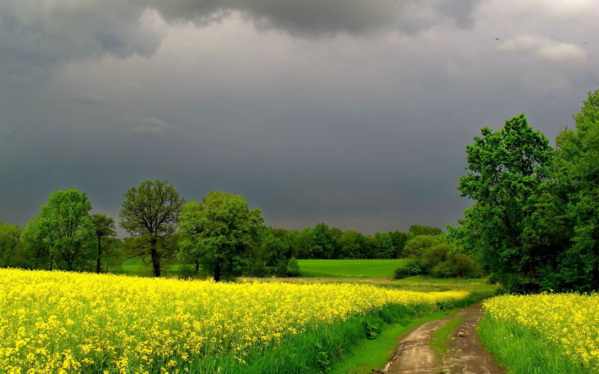 road, summer, nature, flowers, mainly cloudy, overcast 4K