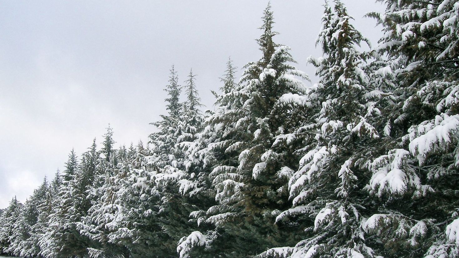 Snows a lot in winter. Хвойные деревья зимой. Хвойные деревья в снегу. Хвойный лес зимой. Зимний еловый лес.