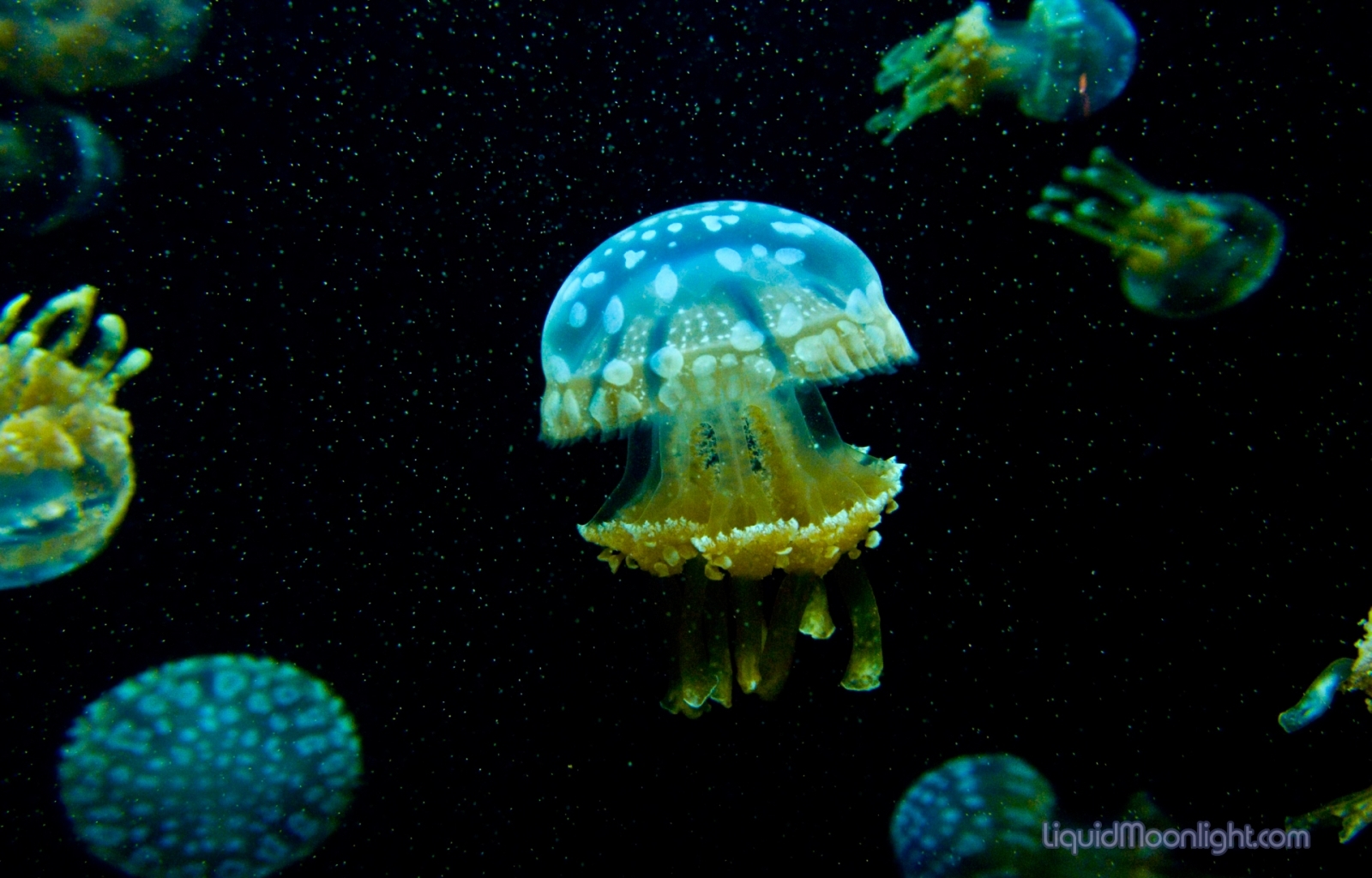 Handy-Wallpaper Tiere, Sea, Jellyfish kostenlos herunterladen.