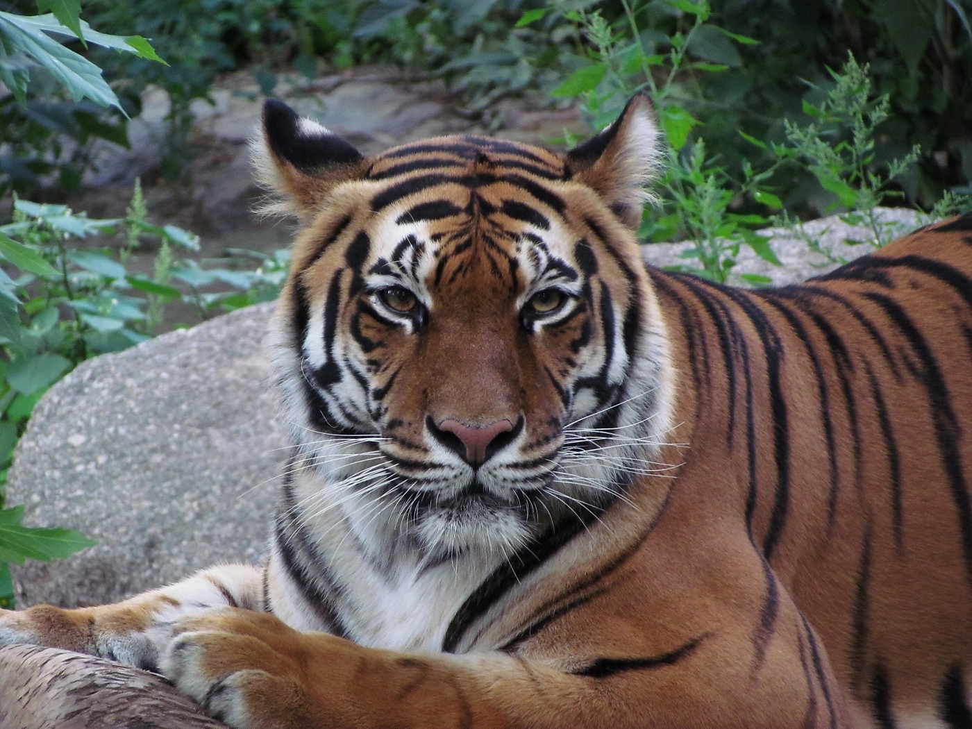40741 baixar papel de parede tigres, animais - protetores de tela e imagens gratuitamente