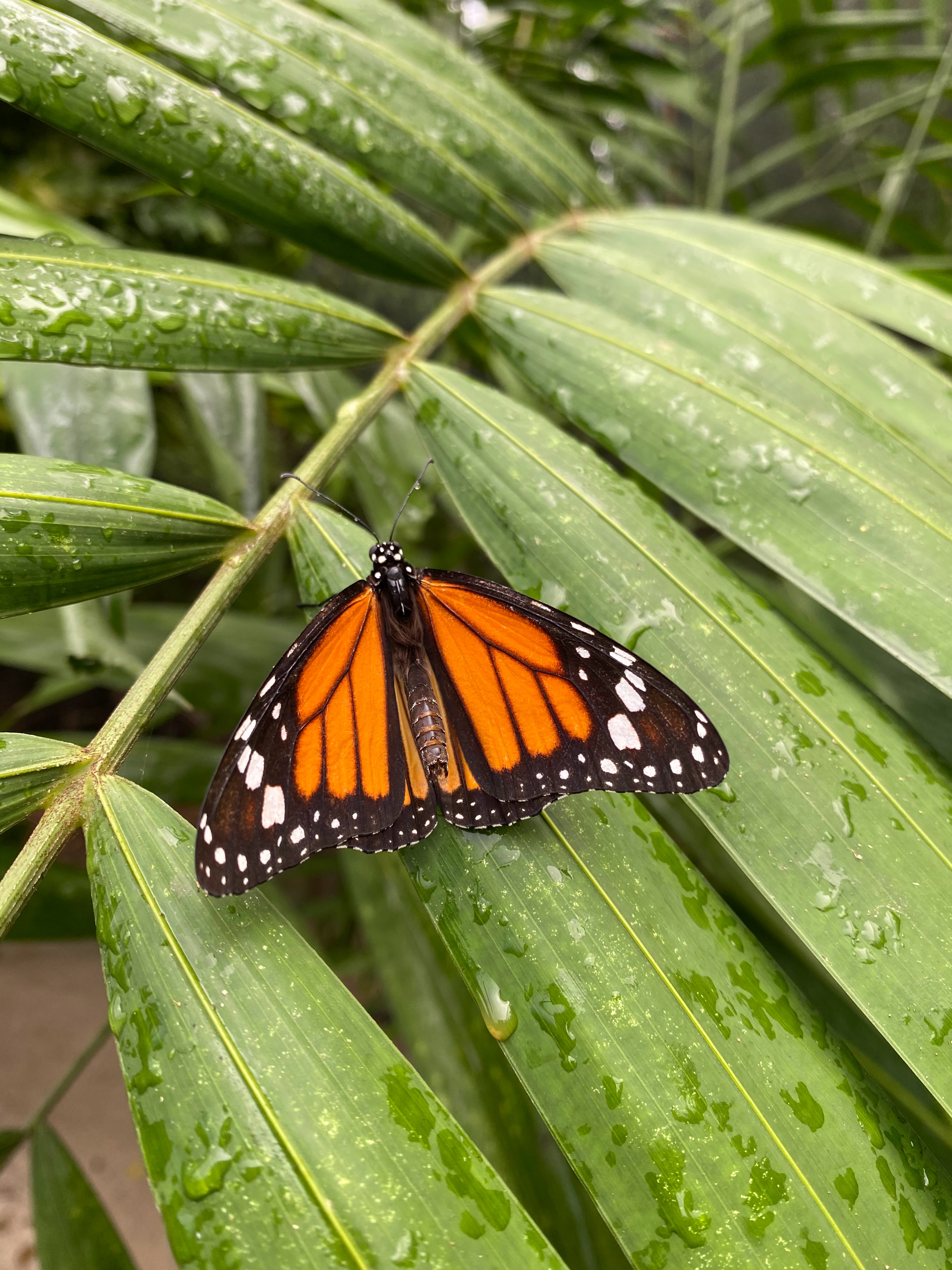 FHD, 4K Butterfly Monarch, UHD