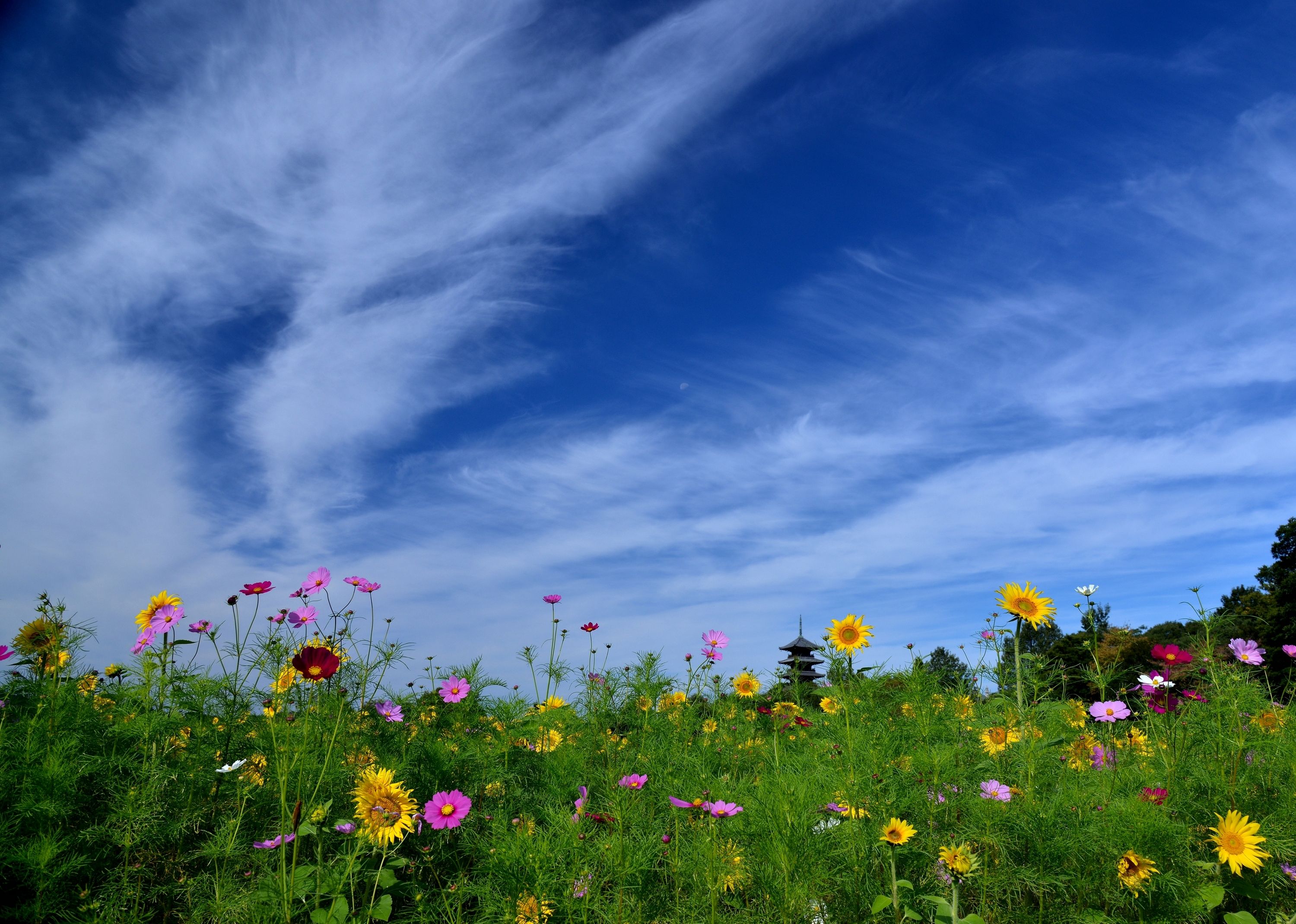 723394 скачать обои весна, желтый цветок, розовый цветок, земля/природа, небо, красочный, поле, цветок, полевой цветок - заставки и картинки бесплатно