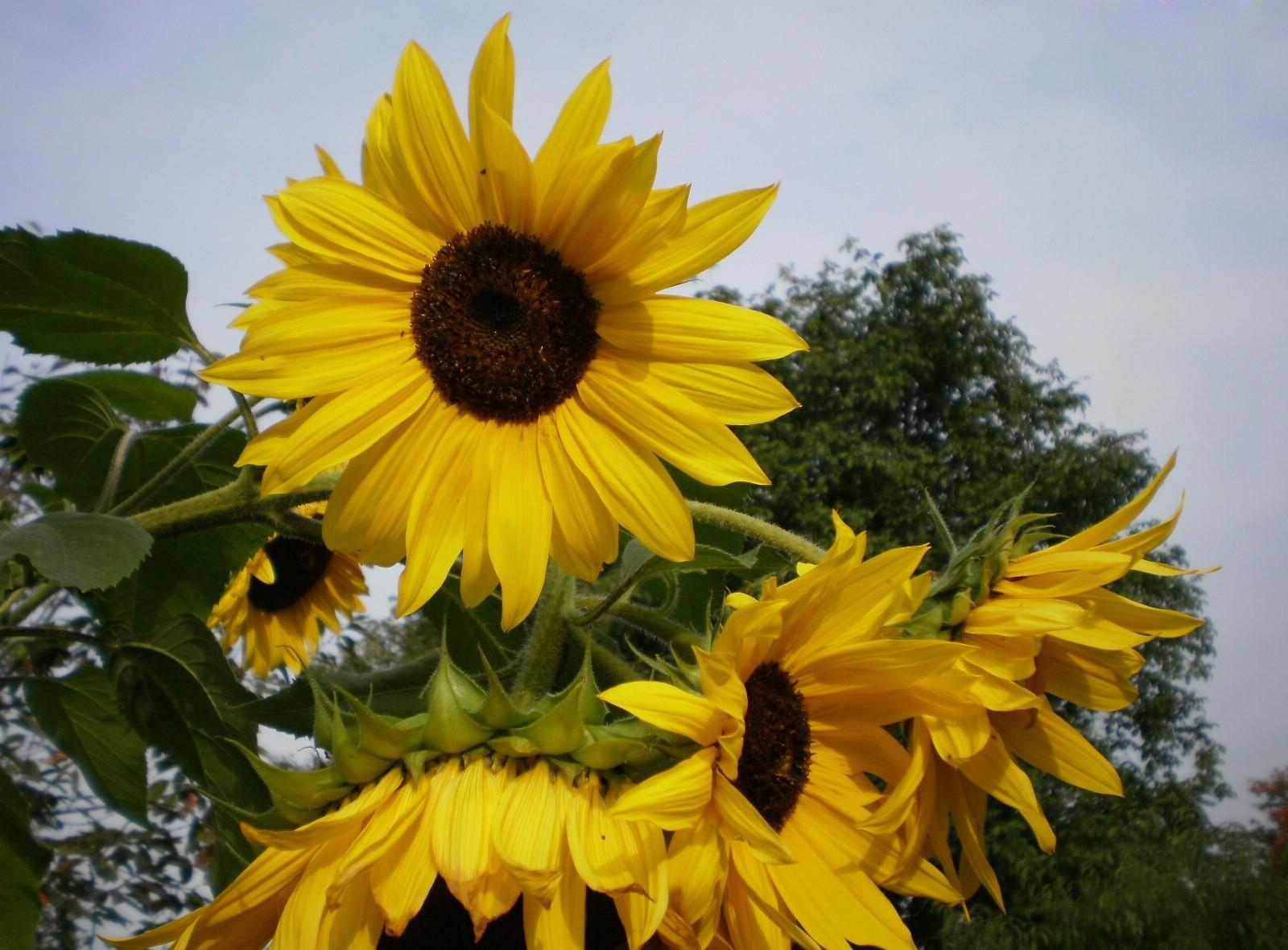 Free download wallpaper Sky, Flowers, Summer, Wood, Tree, Rest, Relaxation, Sunflowers on your PC desktop