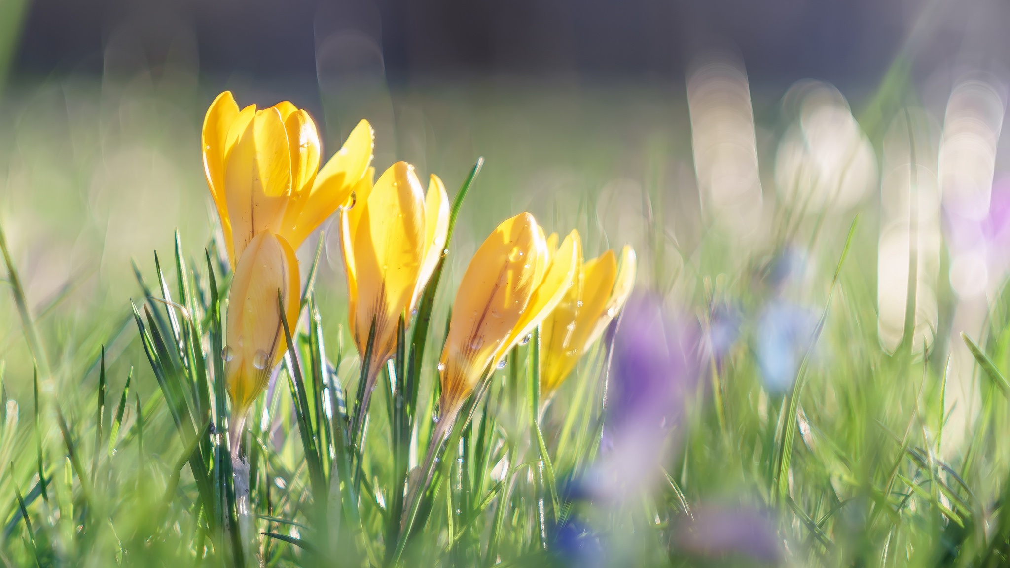 Download mobile wallpaper Nature, Flowers, Flower, Macro, Earth, Crocus, Yellow Flower for free.