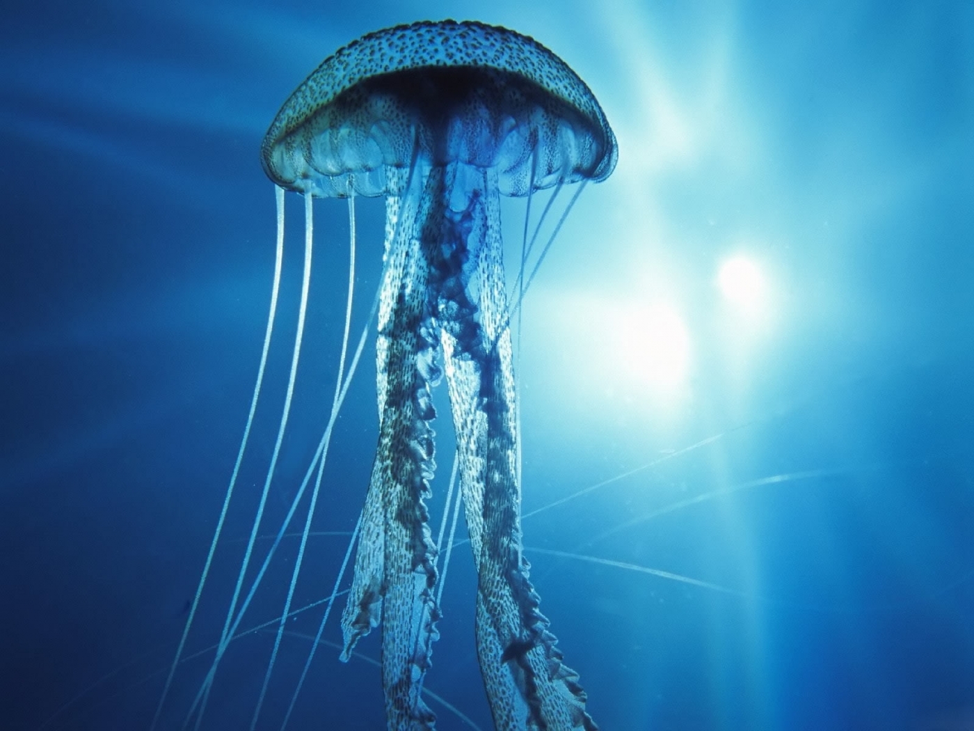 Handy-Wallpaper Jellyfish kostenlos herunterladen.