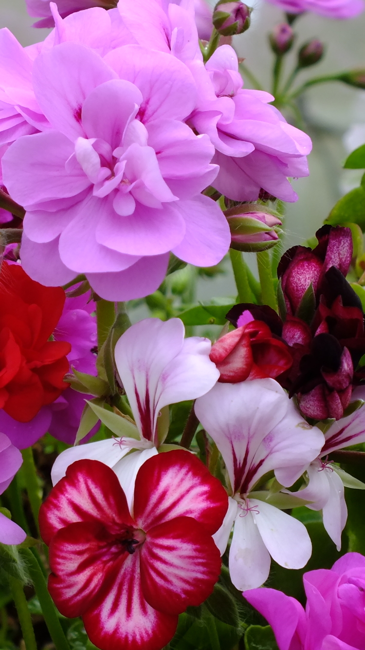 nature, earth, geranium, red flower, flower, purple flower, flowers 8K