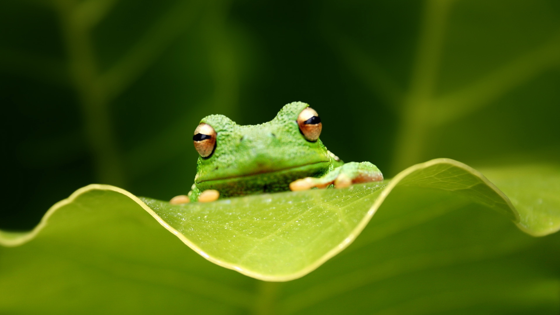 animal, tree frog, frogs Desktop Wallpaper