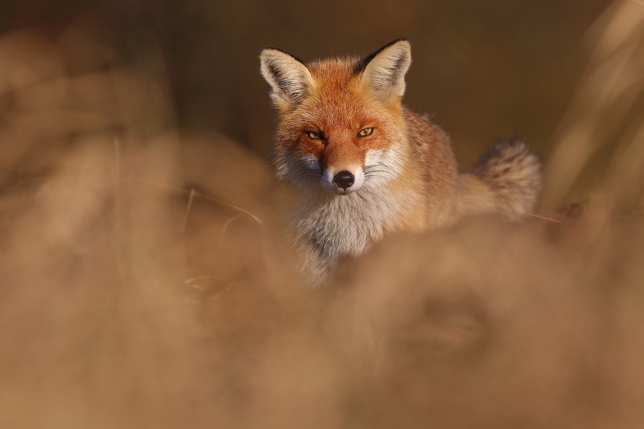 Fox look. Рыжая лисица. Лиса фото. Лиса глаза. Рыжая лиса фото.