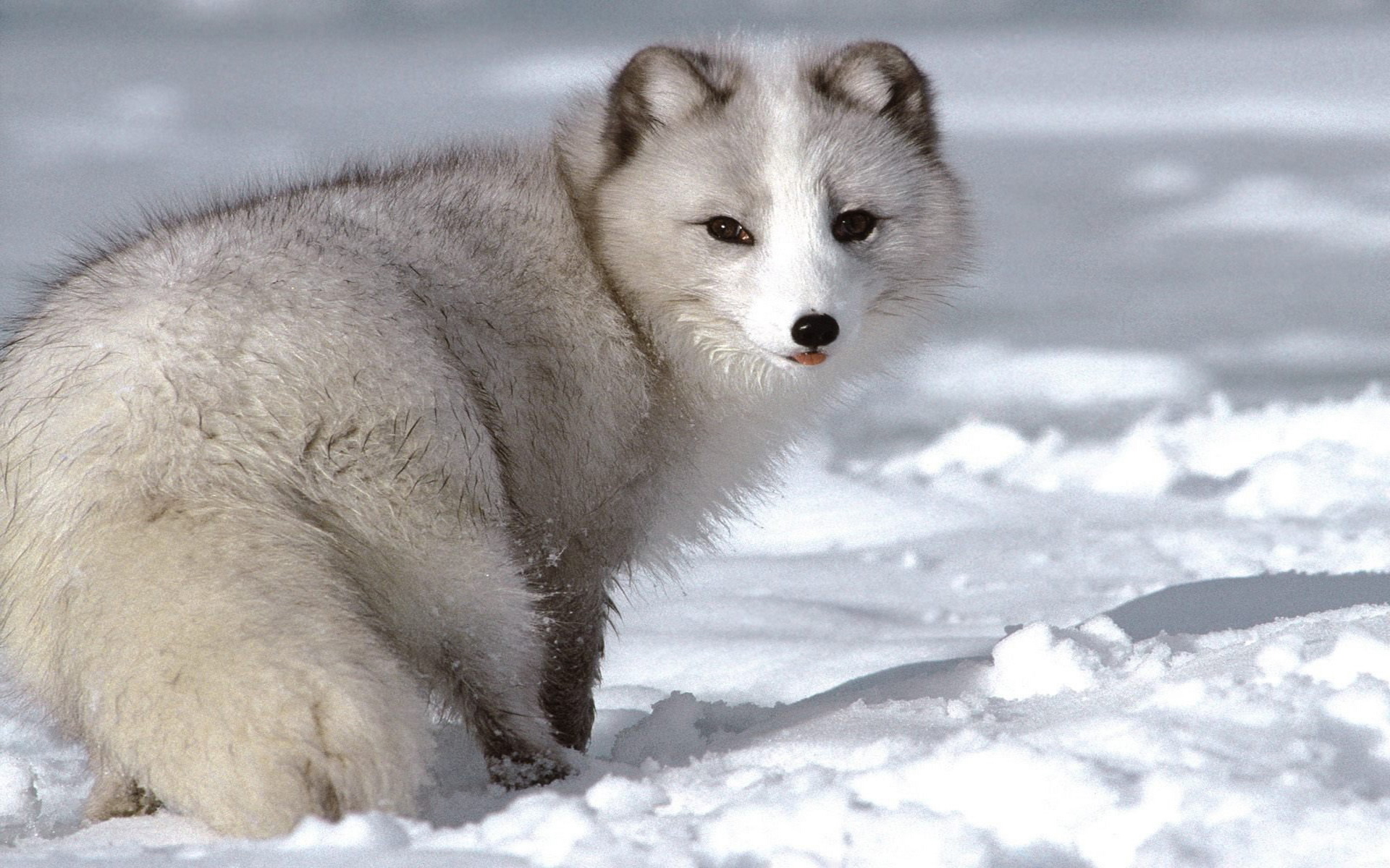 283657 免費下載壁紙 动物, 北极狐, 可爱, 小狗 屏保和圖片