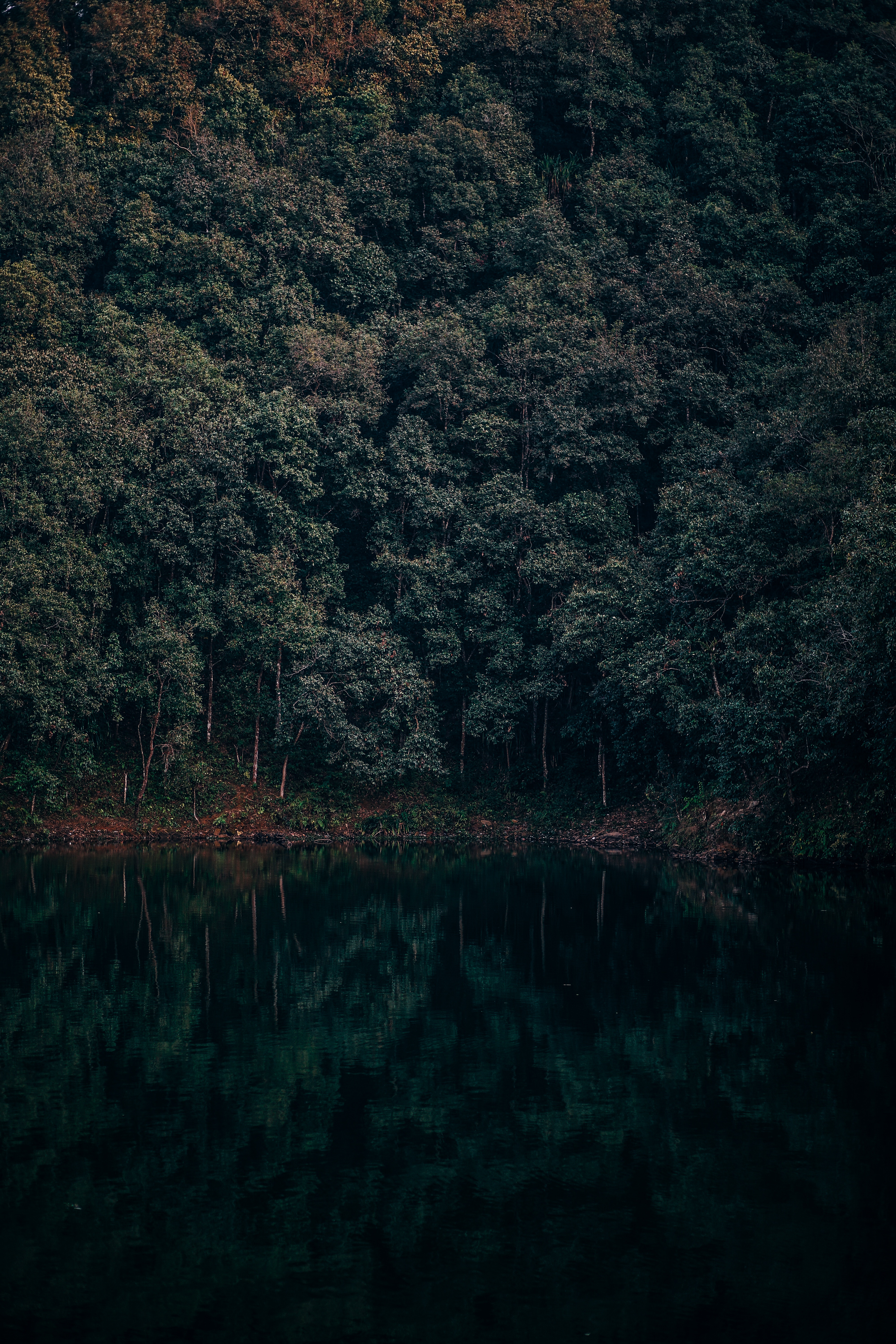 63007 descargar fondo de pantalla nepal, naturaleza, árboles, lago, reflexión, bosque, begnas, lehnat, lejnat: protectores de pantalla e imágenes gratis