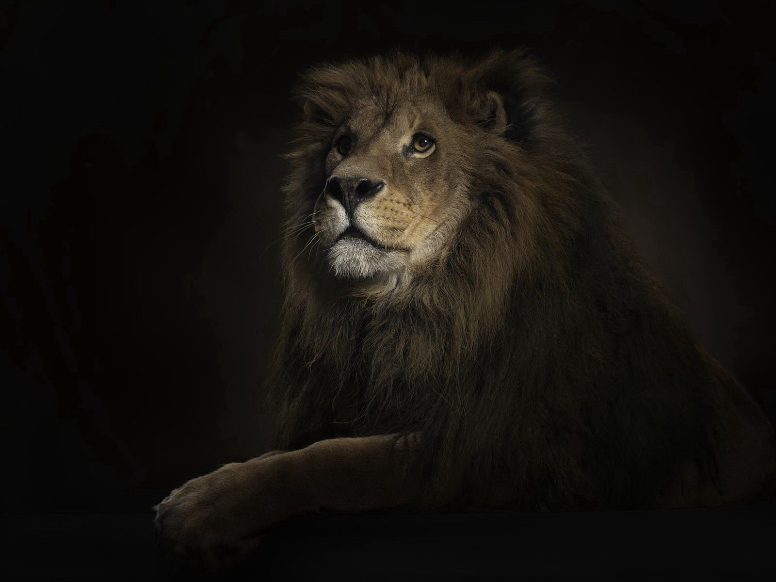80496 скачать обои лев, большая кошка, животные, тень, хищник - заставки и картинки бесплатно