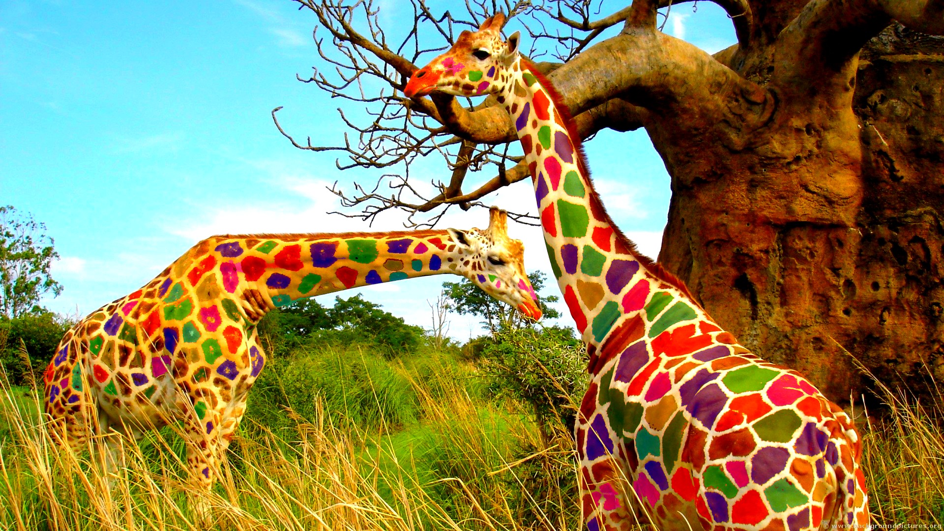 612020 Hintergrundbild herunterladen tiere, giraffe - Bildschirmschoner und Bilder kostenlos