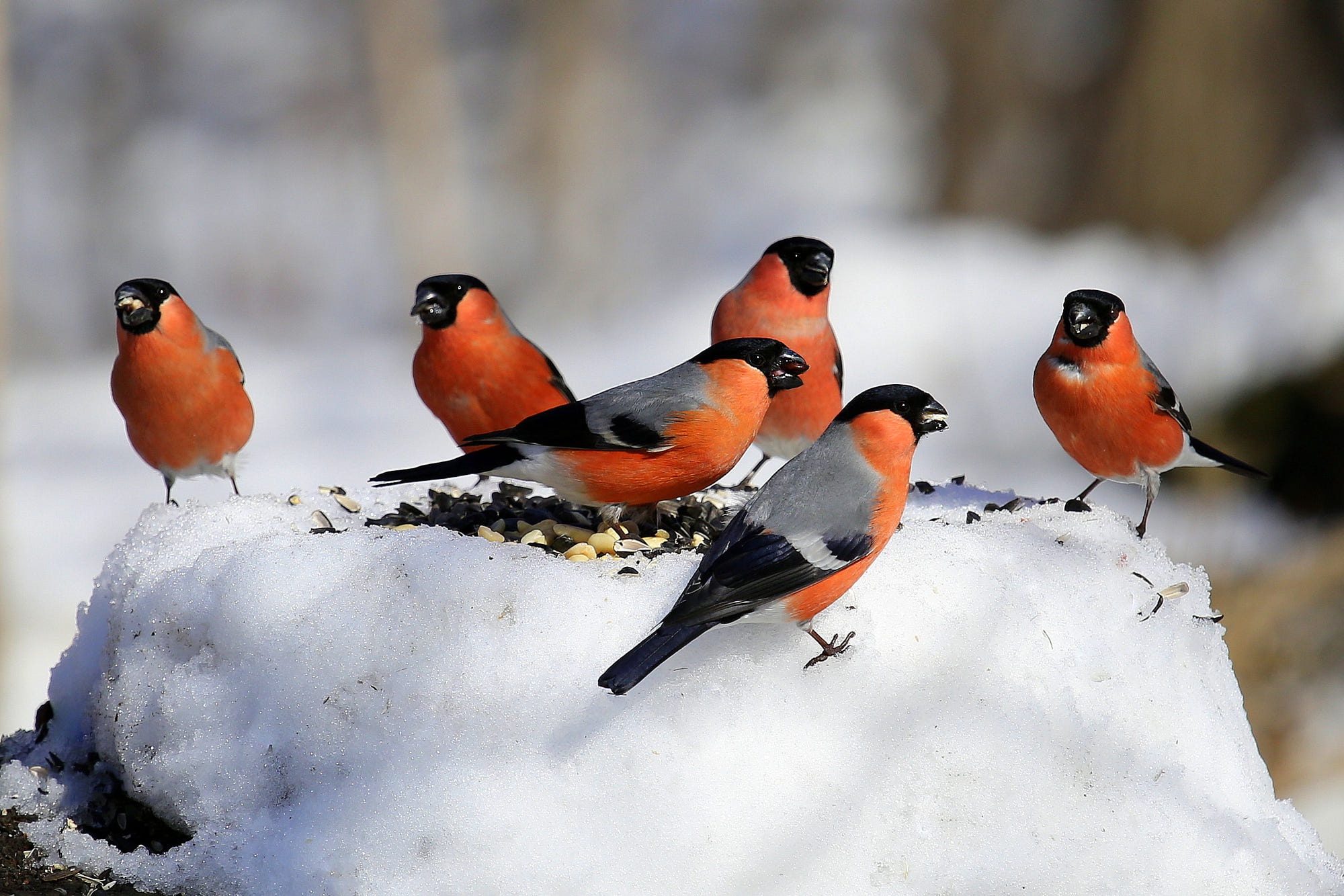 animal, bullfinch, bird, snow, winter, birds cellphone