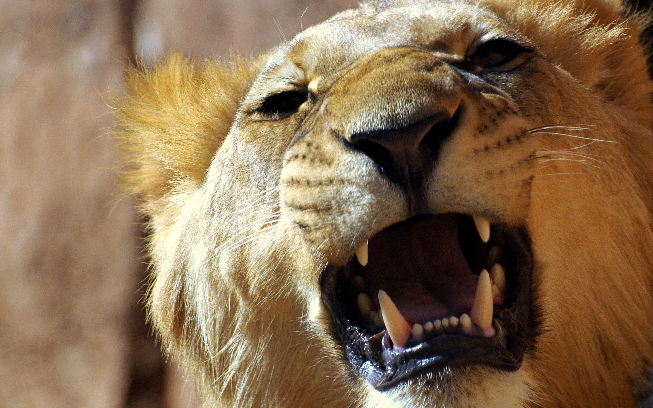 animals, aggression, grin, muzzle, lion, anger Full HD