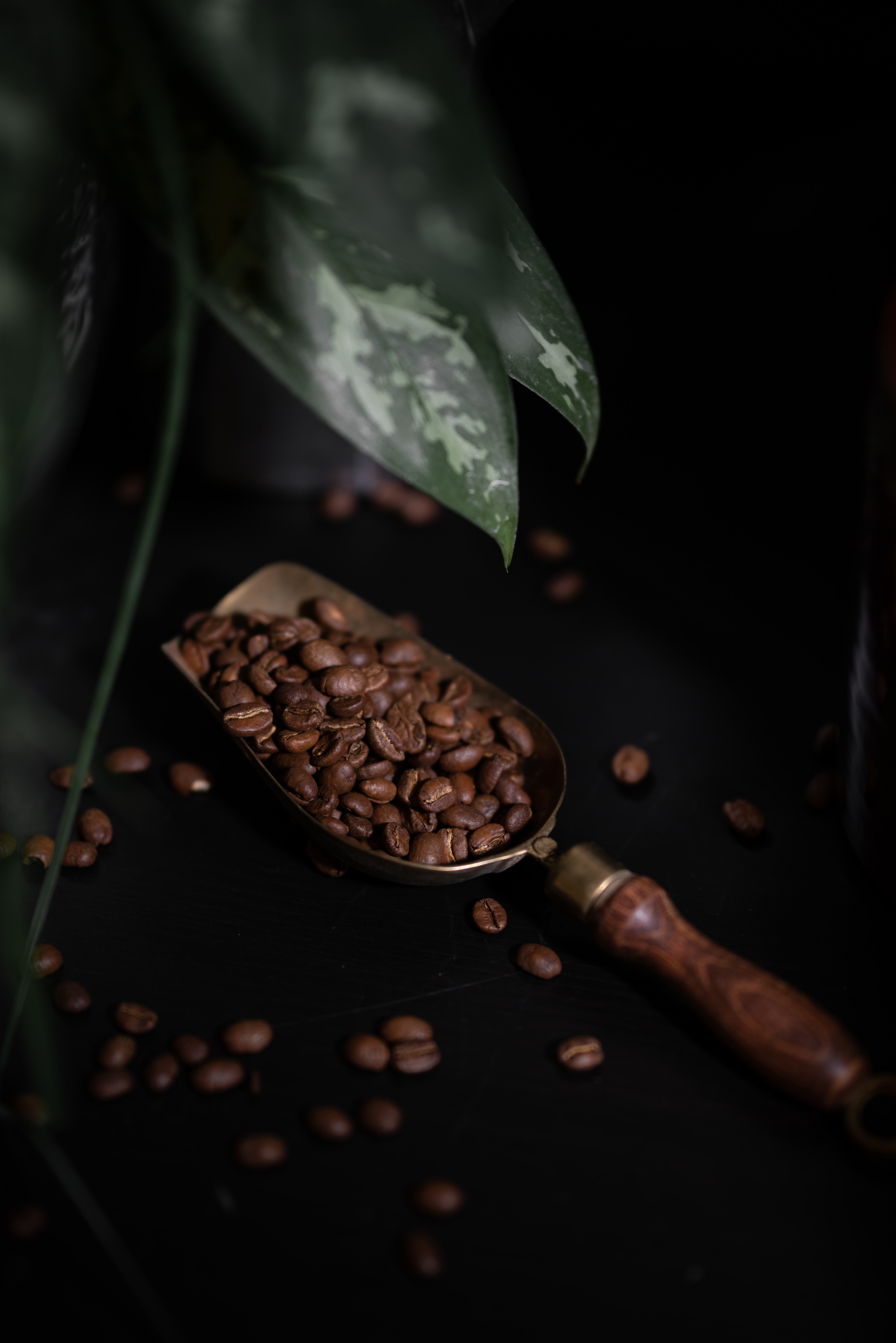 coffee beans, coffee, plant, dark 8K