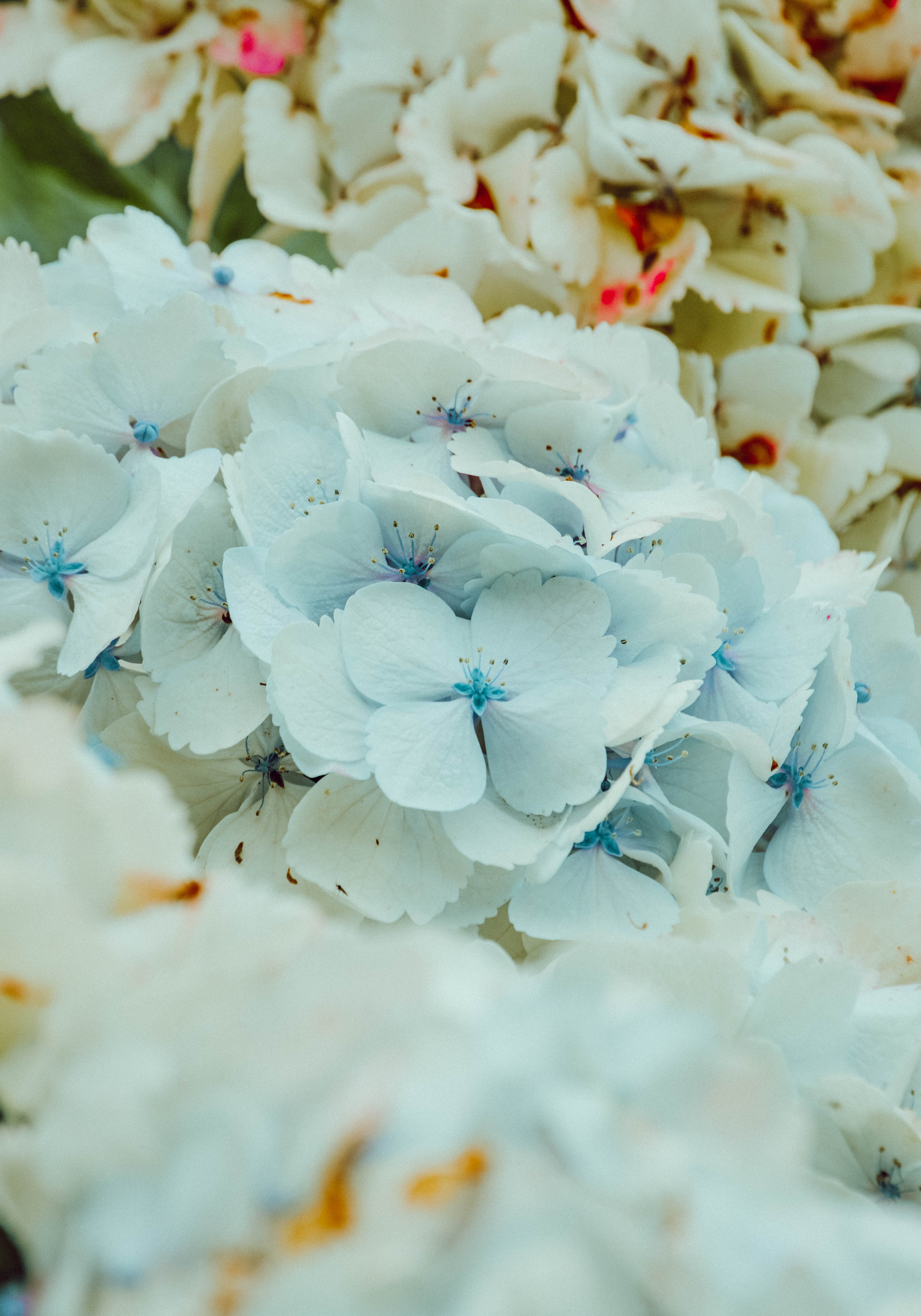 112350 завантажити шпалери гортензії, квіти, блакитний, синій, цвітіння, гортензія, суцвіття - заставки і картинки безкоштовно