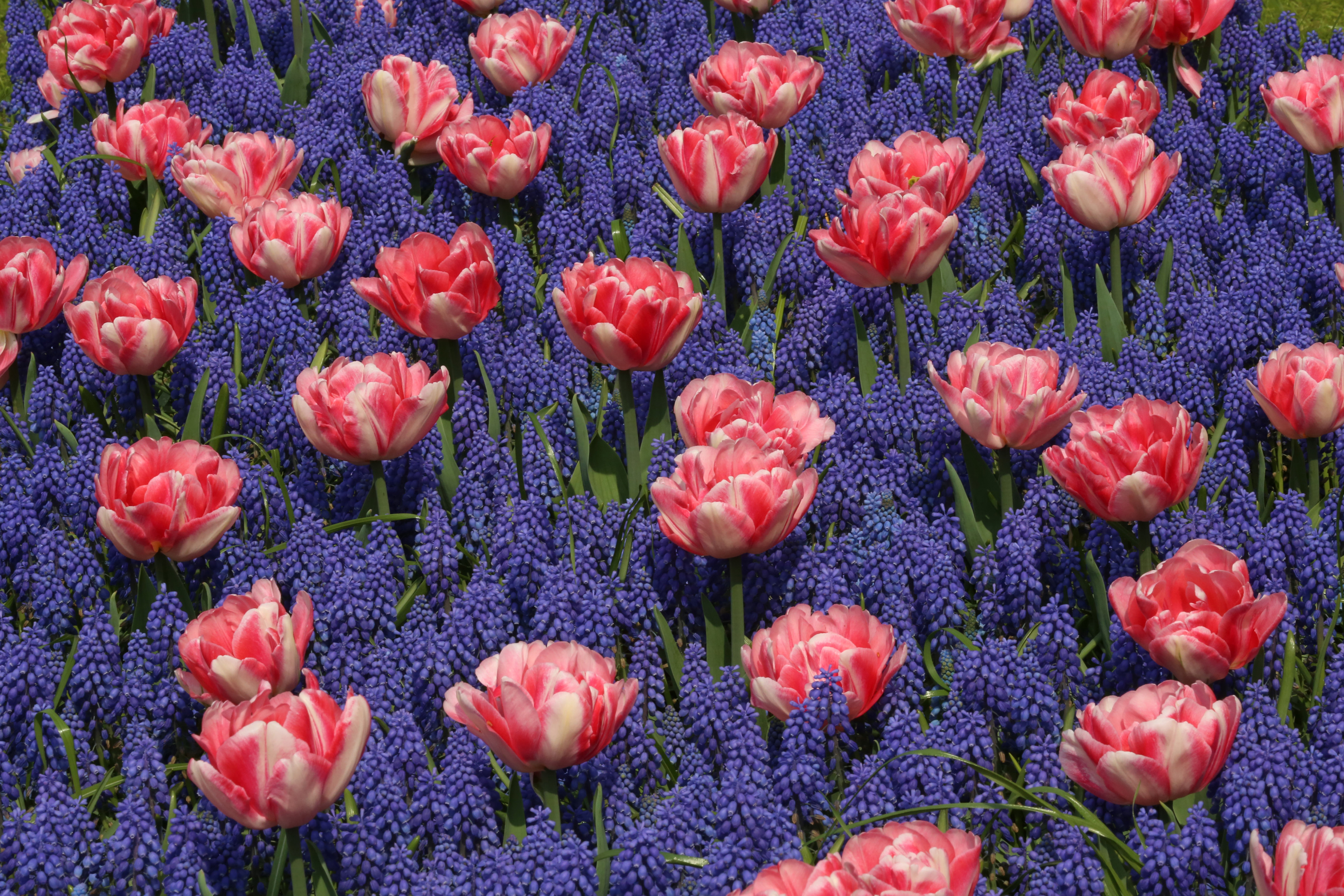 421230 descargar imagen tierra/naturaleza, flor, jacinto, naturaleza, flor rosa, flor purpura, tulipán, flores: fondos de pantalla y protectores de pantalla gratis
