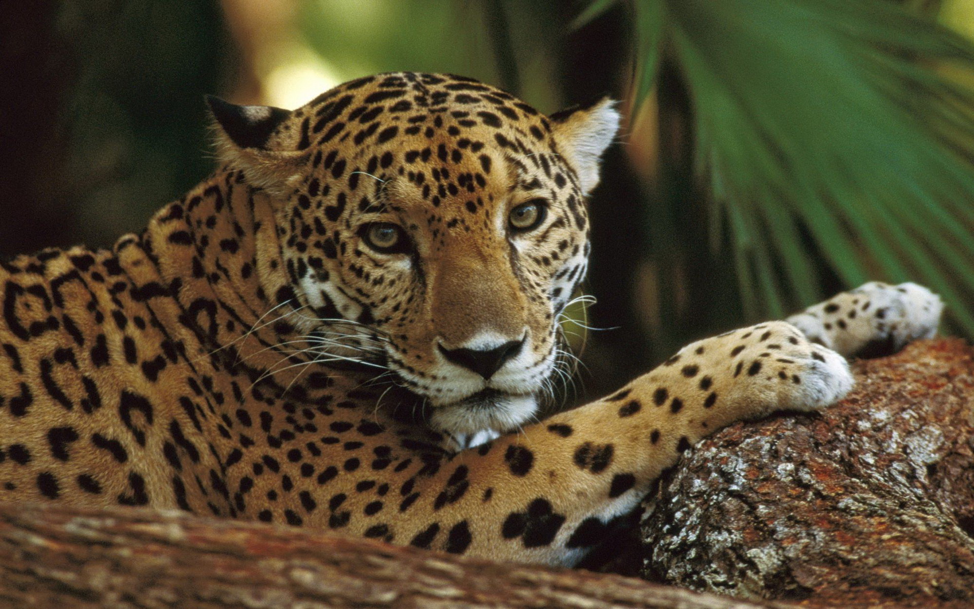 Ягуар фауна Южной Америки