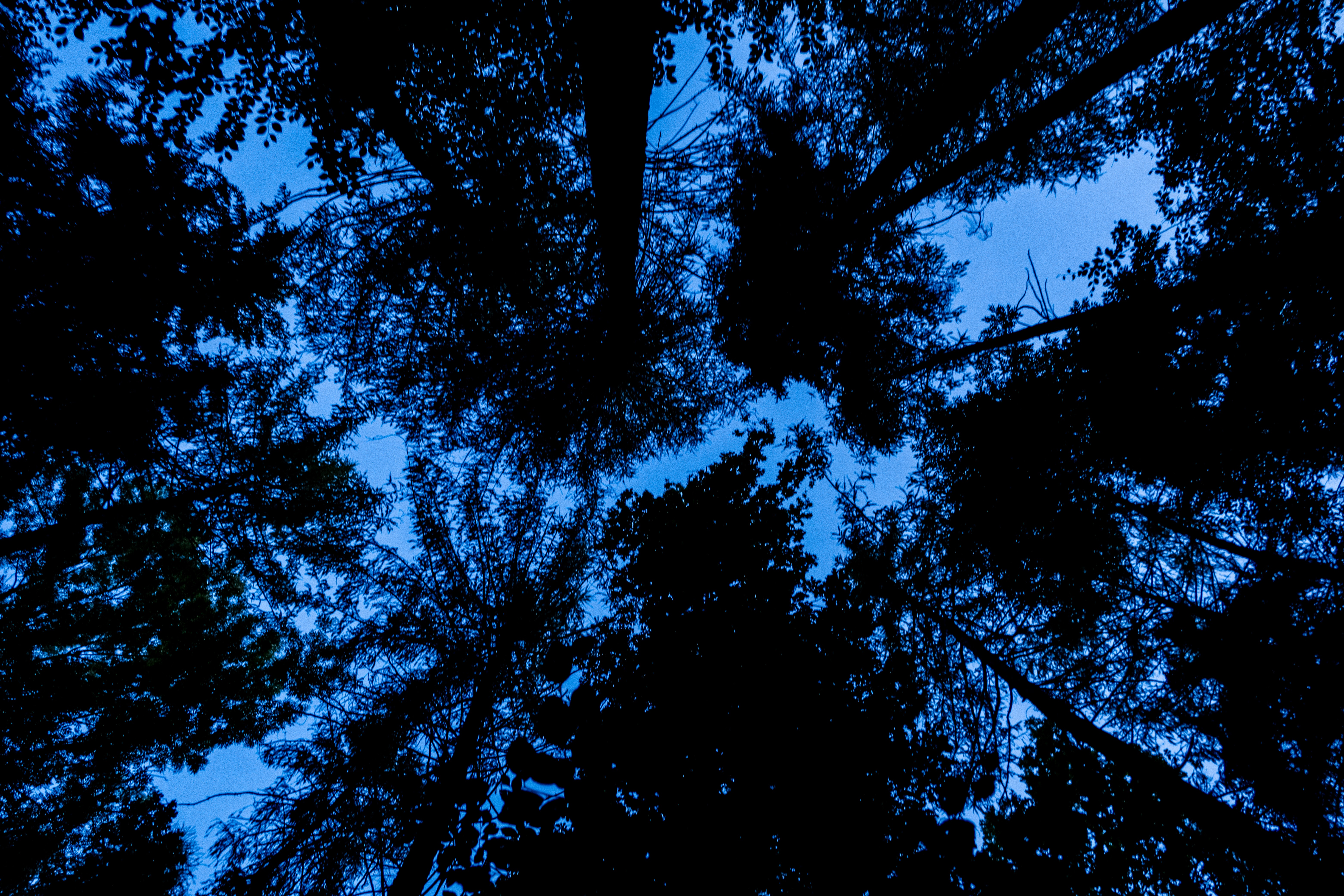 Full HD Wallpaper nature, trees, sky, silhouette, bottom view