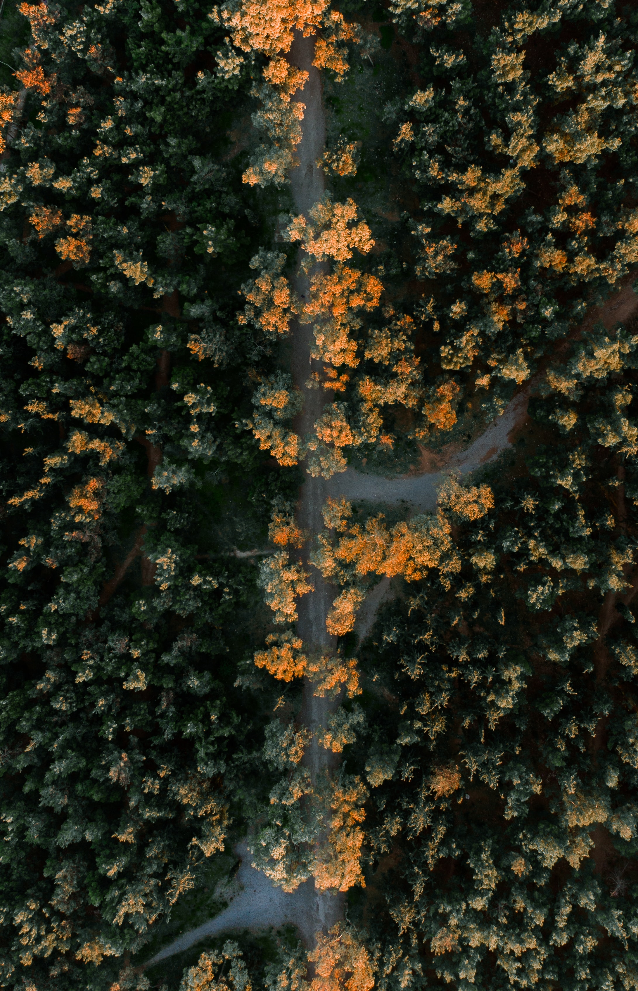trees, nature, view from above, road, forest, overview, review, height phone background