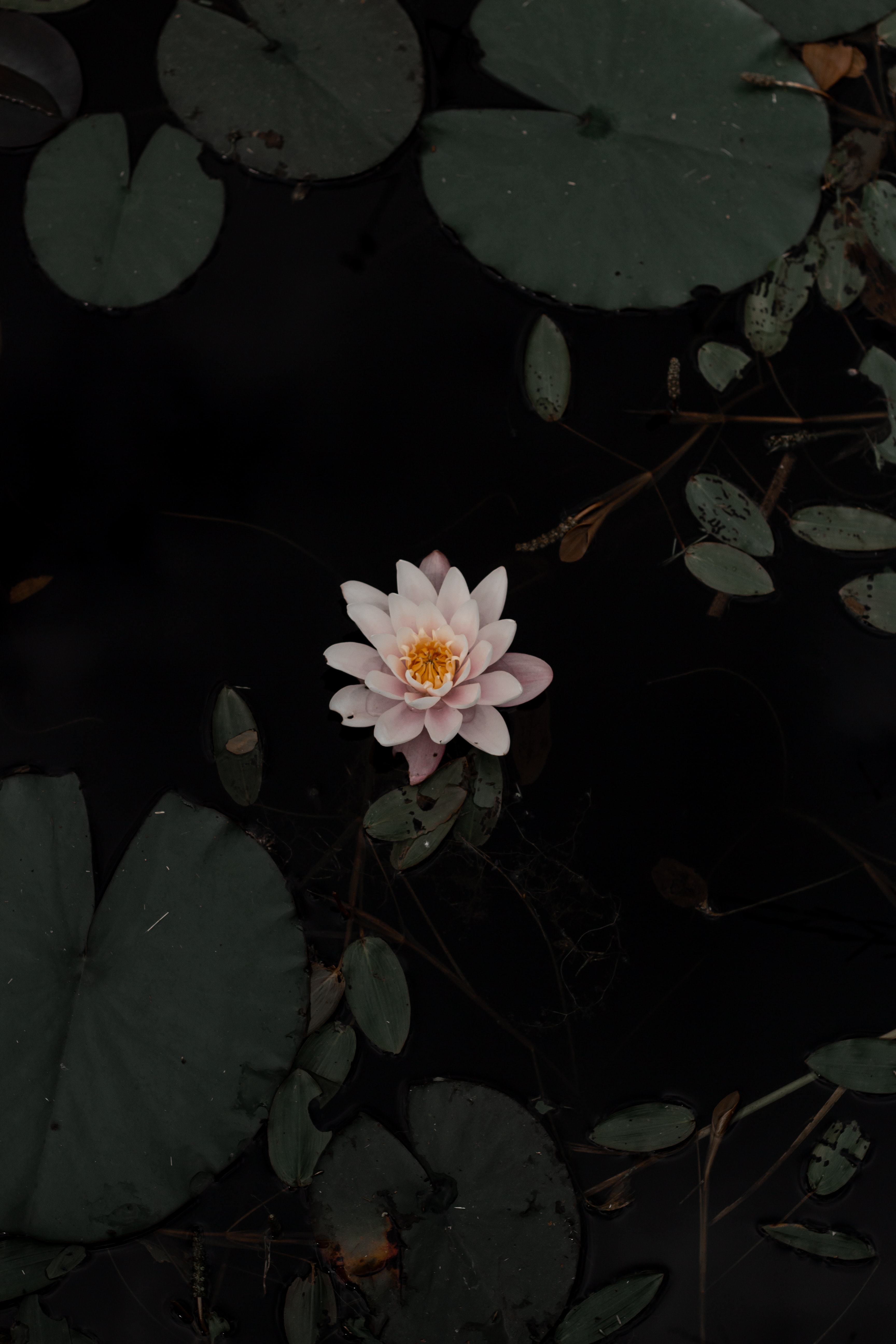 water, water lily, leaves, flowers, flower, basin Full HD