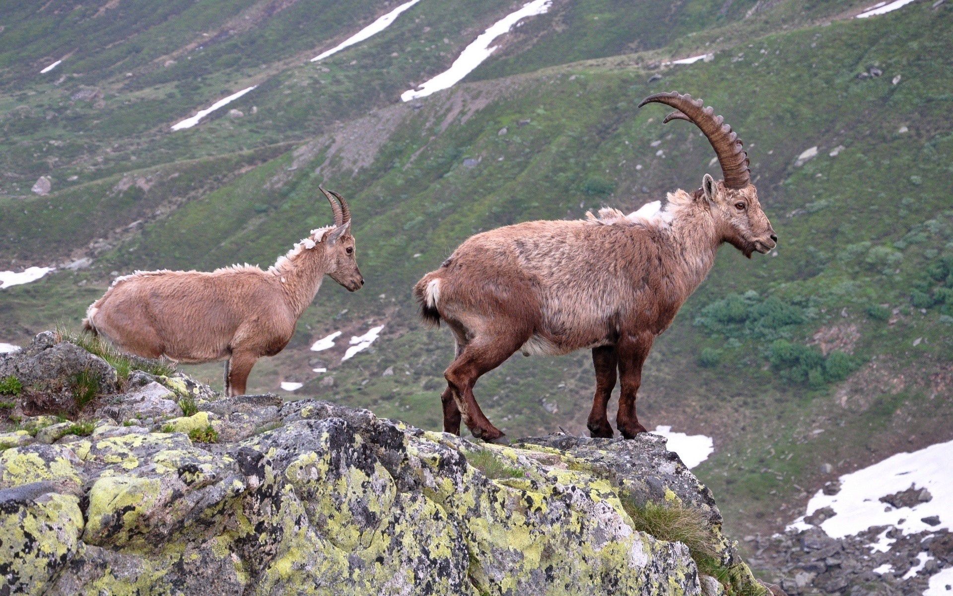 animals, mountain, couple, pair, break, precipice, to stand, stand, goats, trestle