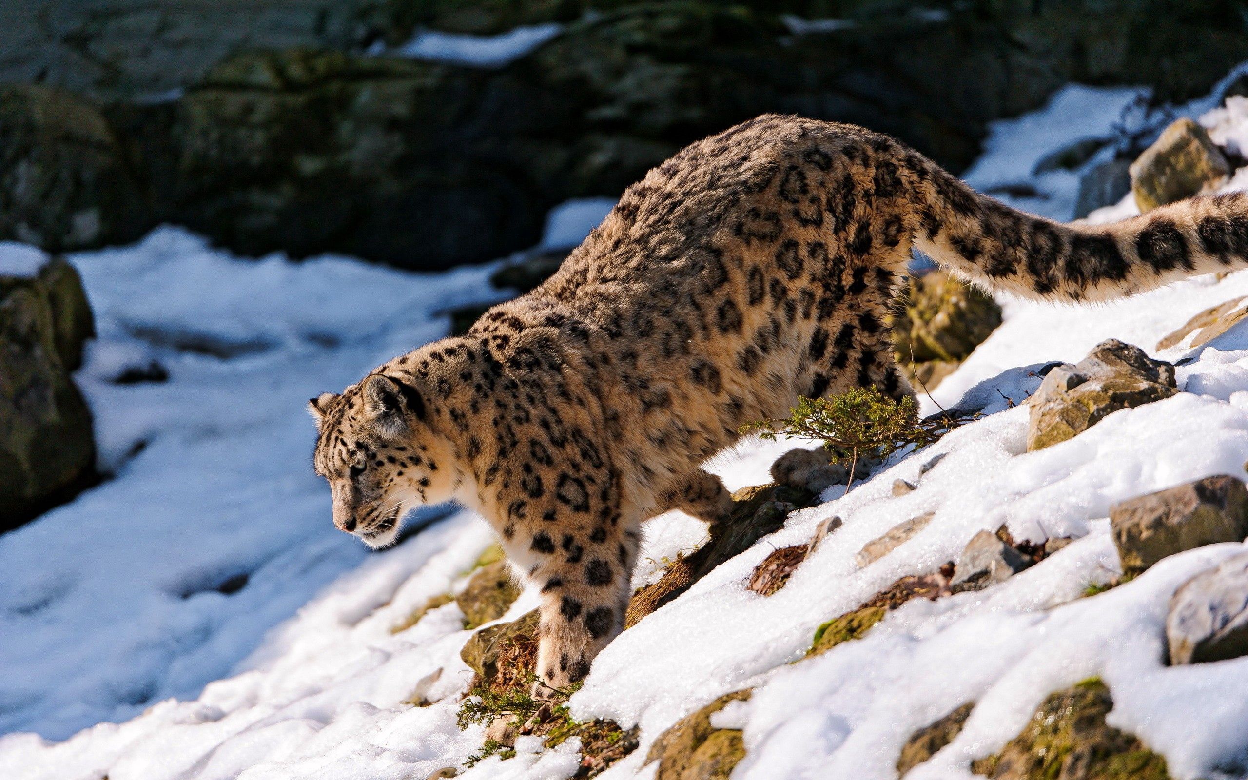 146828 baixar imagens animais, snow leopard, neve, elevação - papéis de parede e protetores de tela gratuitamente