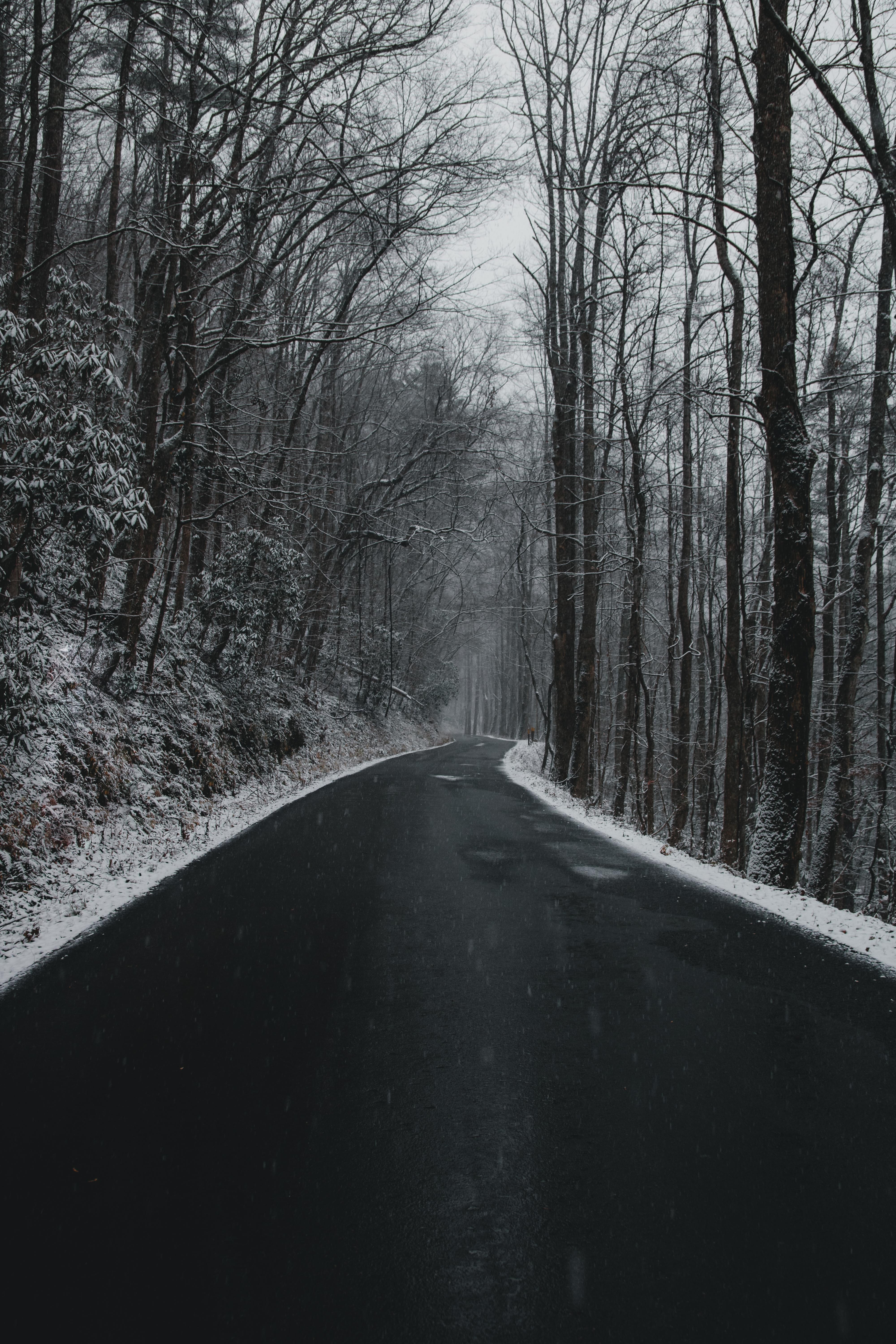 nature, trees, snow, road, turn, mainly cloudy, overcast