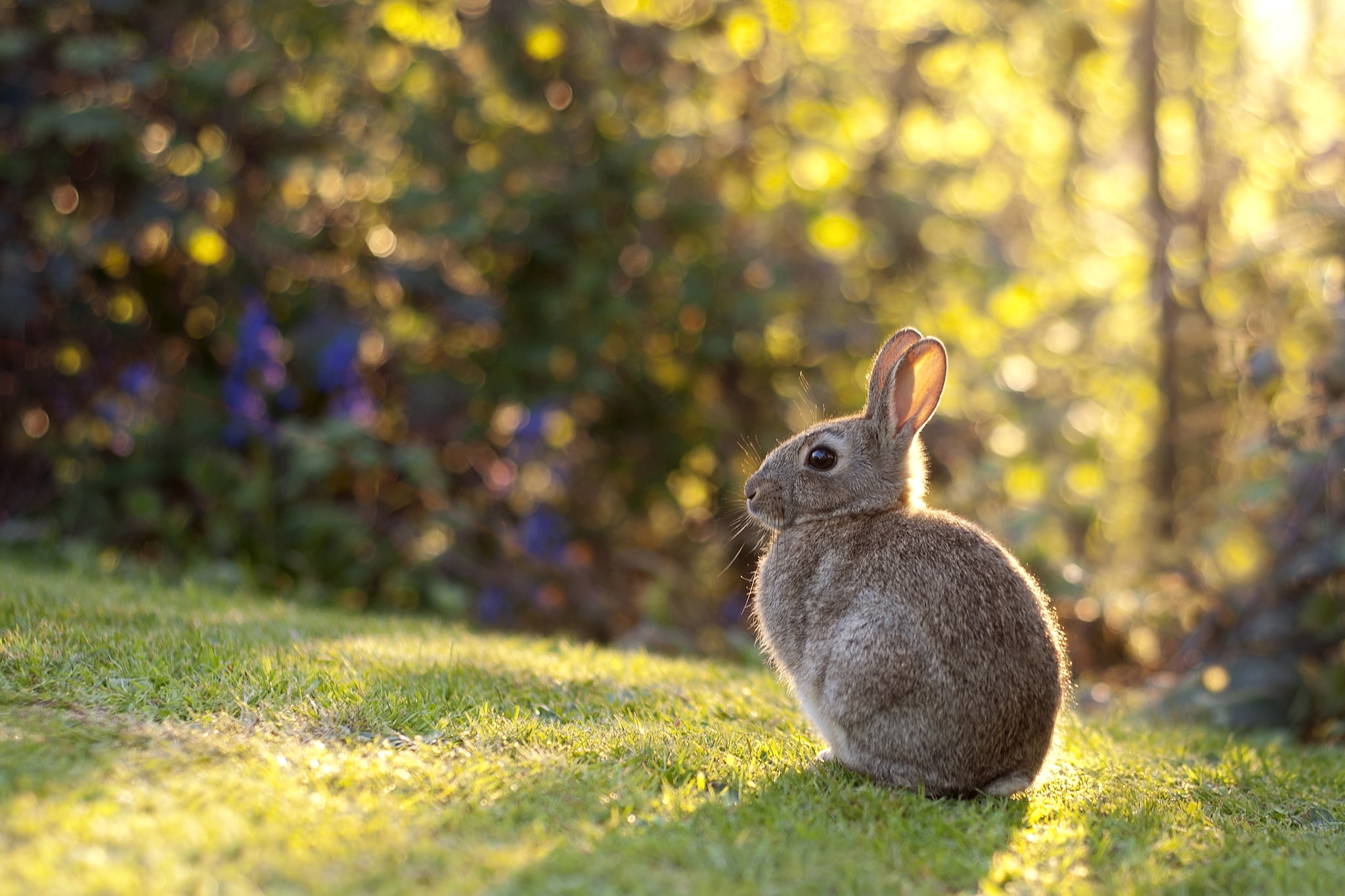 Download mobile wallpaper Rabbit, Grass, Hare, Animals, Sunlight for free.